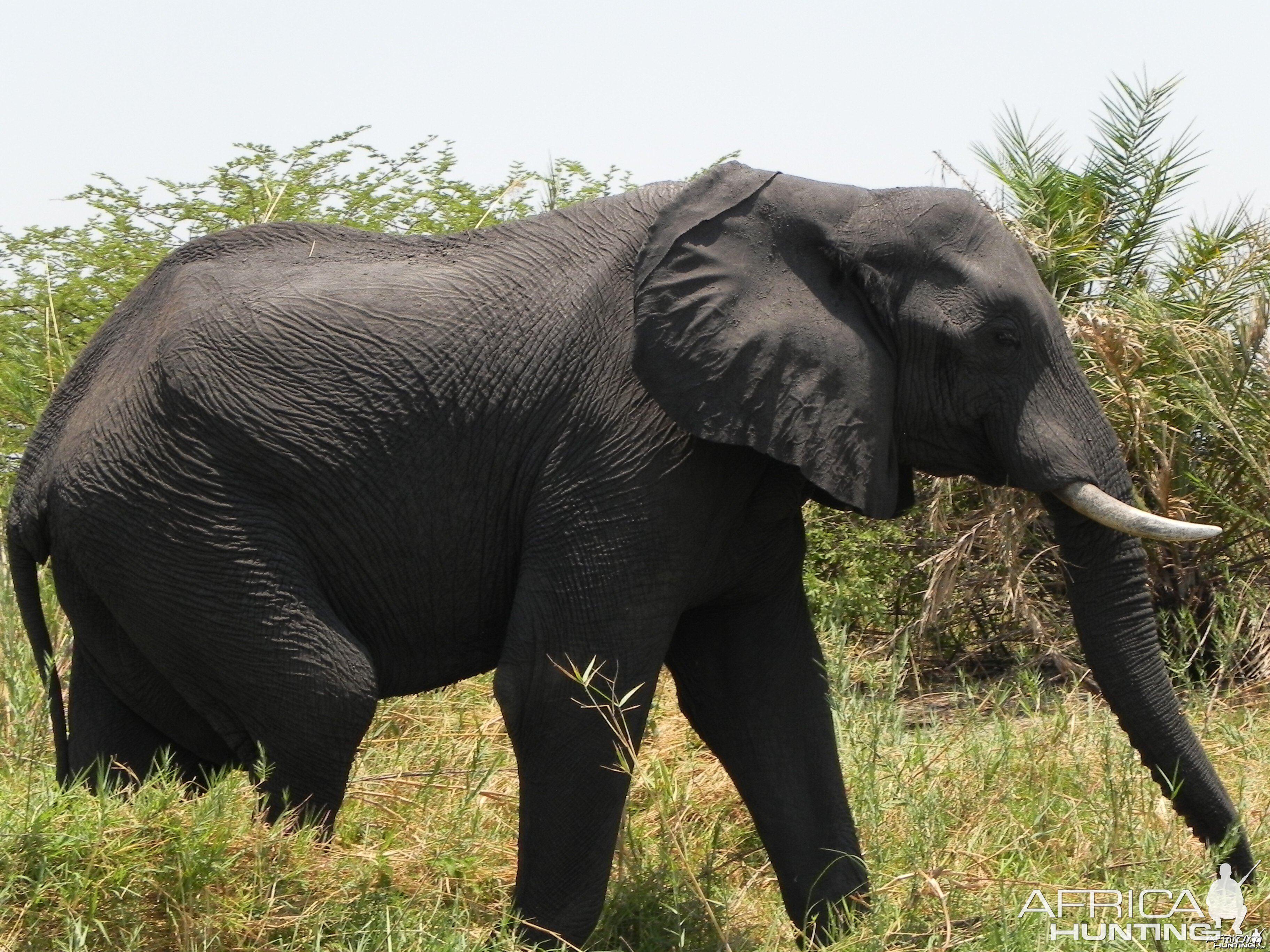 Elephant Caprivi Namibia