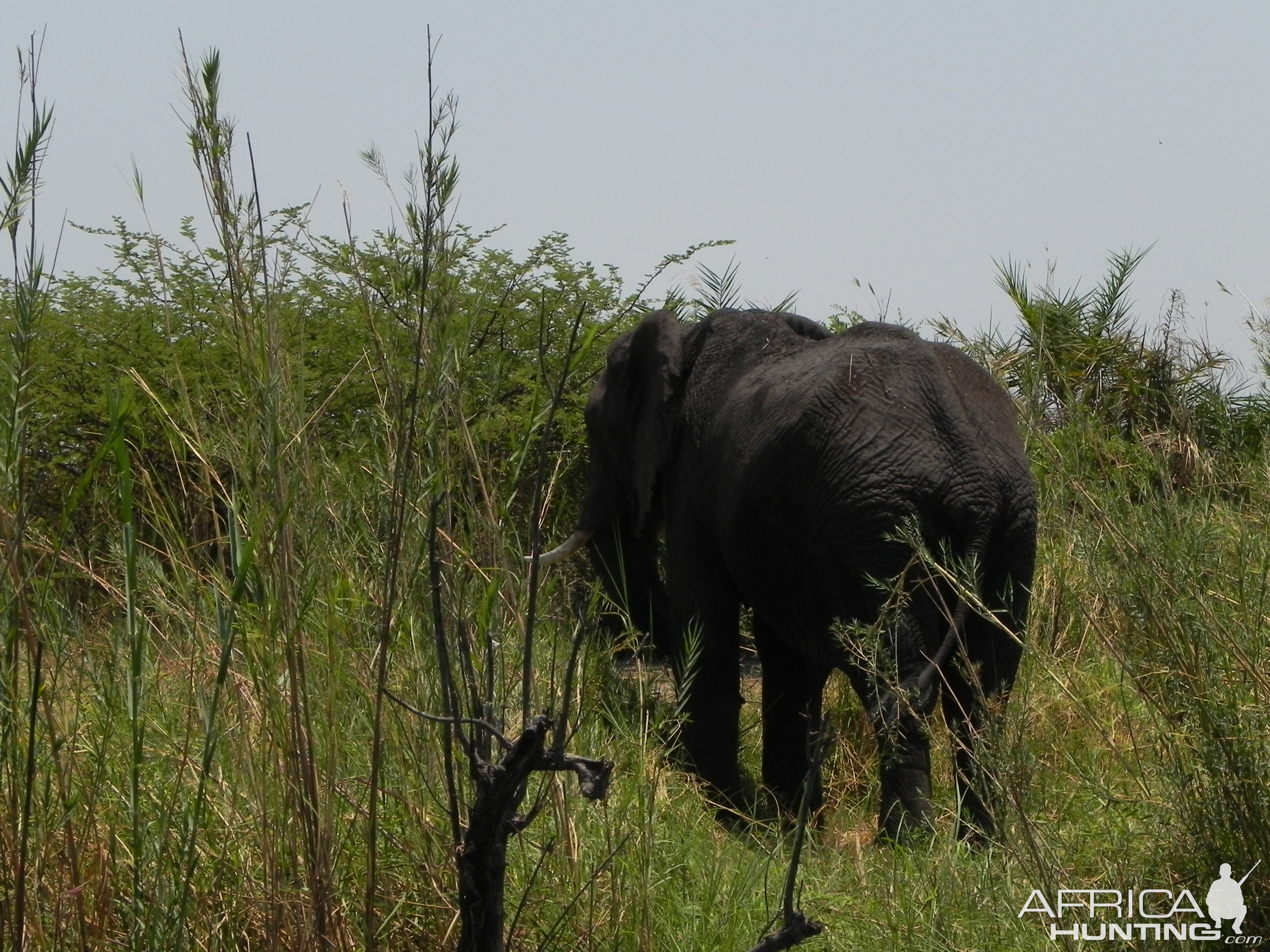 Elephant Caprivi Namibia