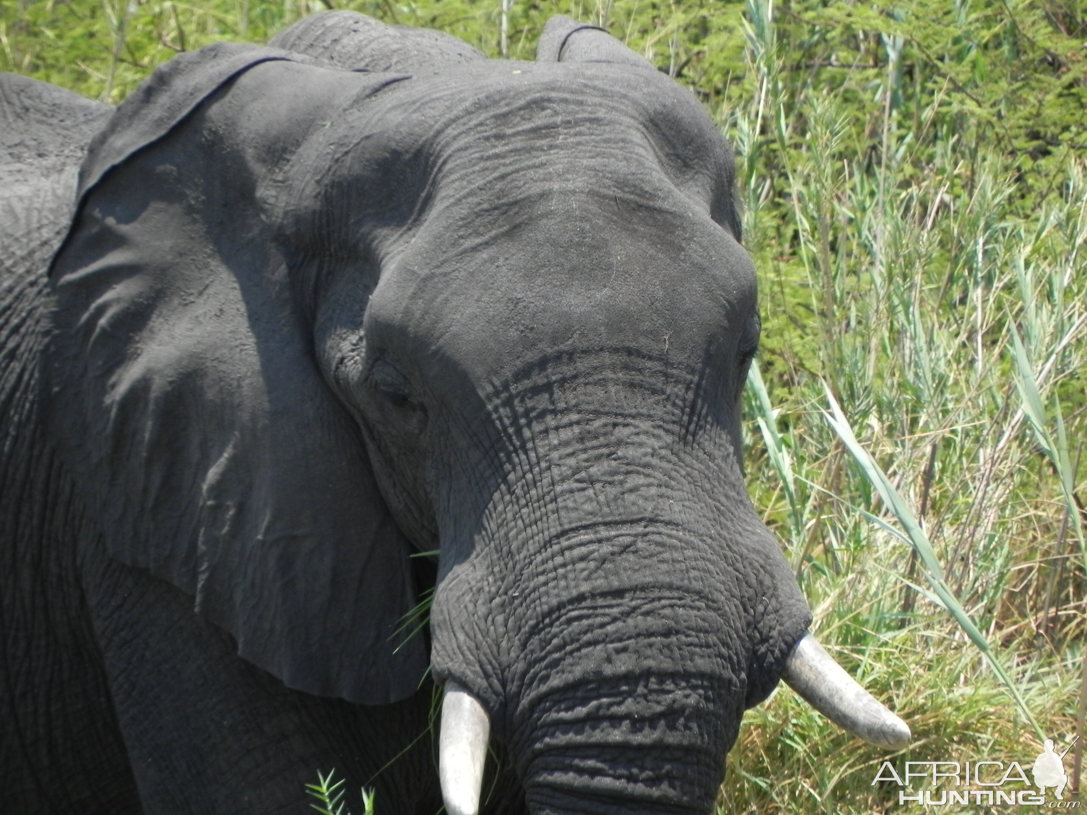 Elephant Caprivi Namibia