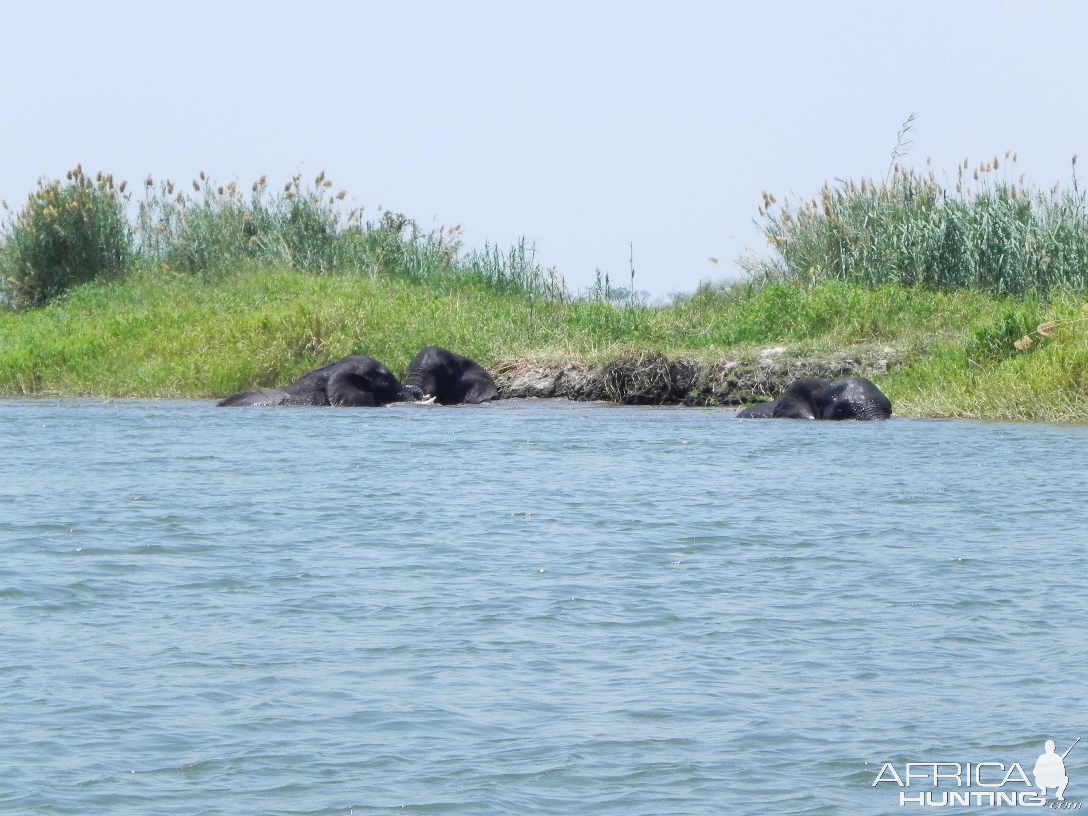 Elephant Caprivi Namibia