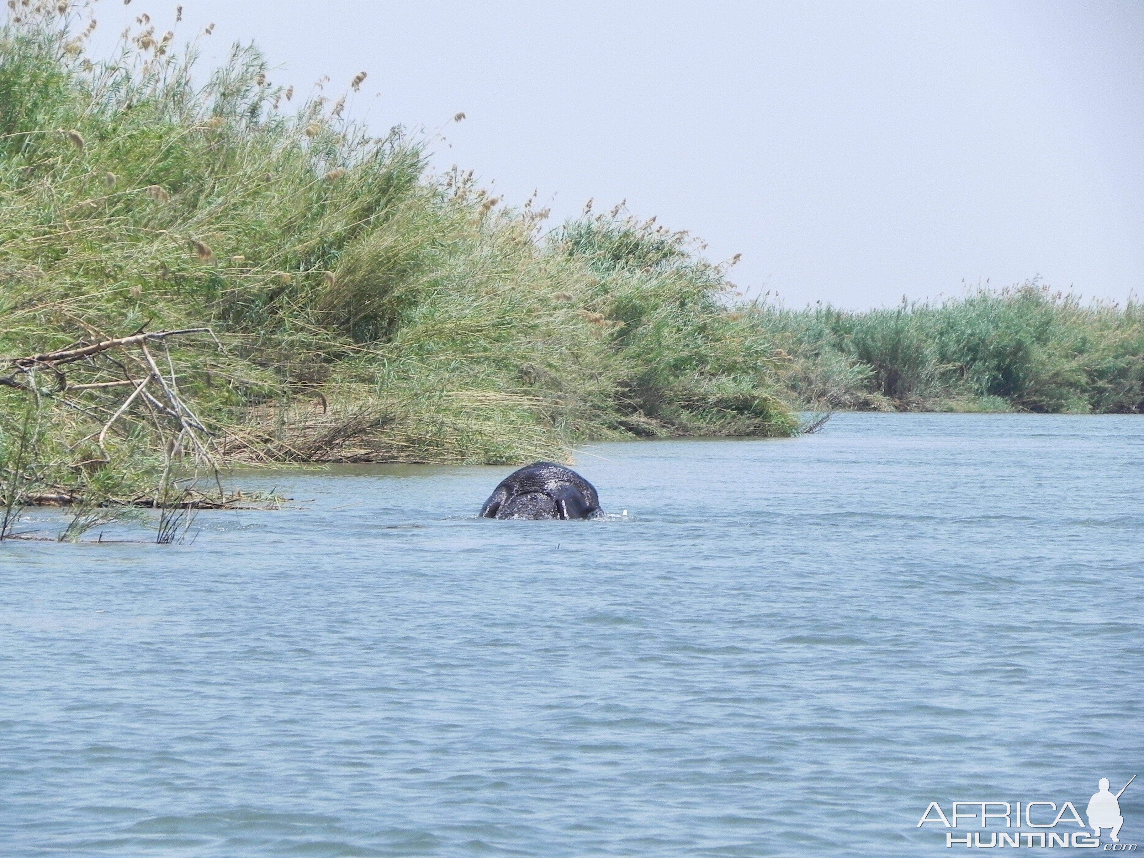 Elephant Caprivi Namibia