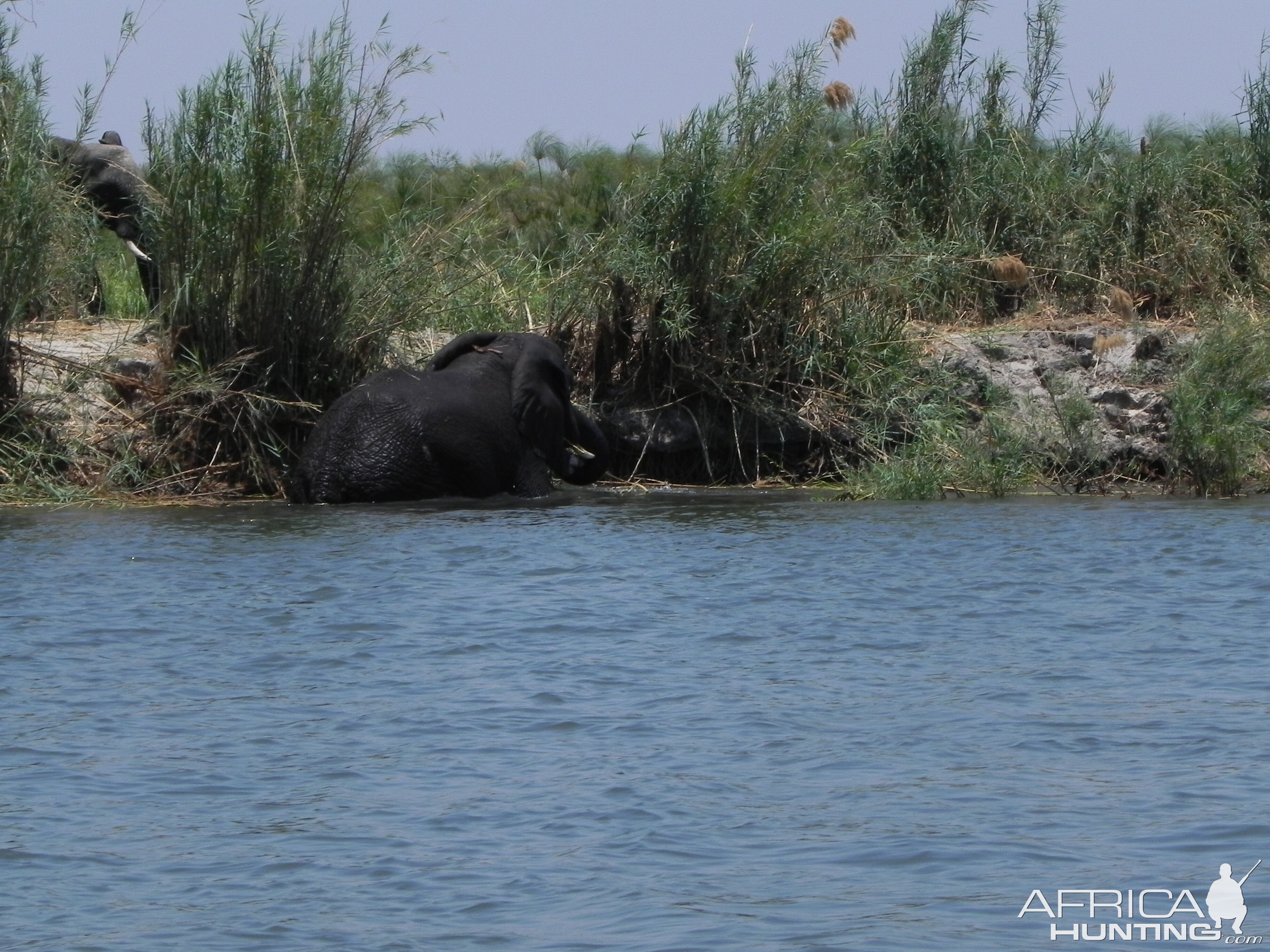 Elephant Caprivi Namibia