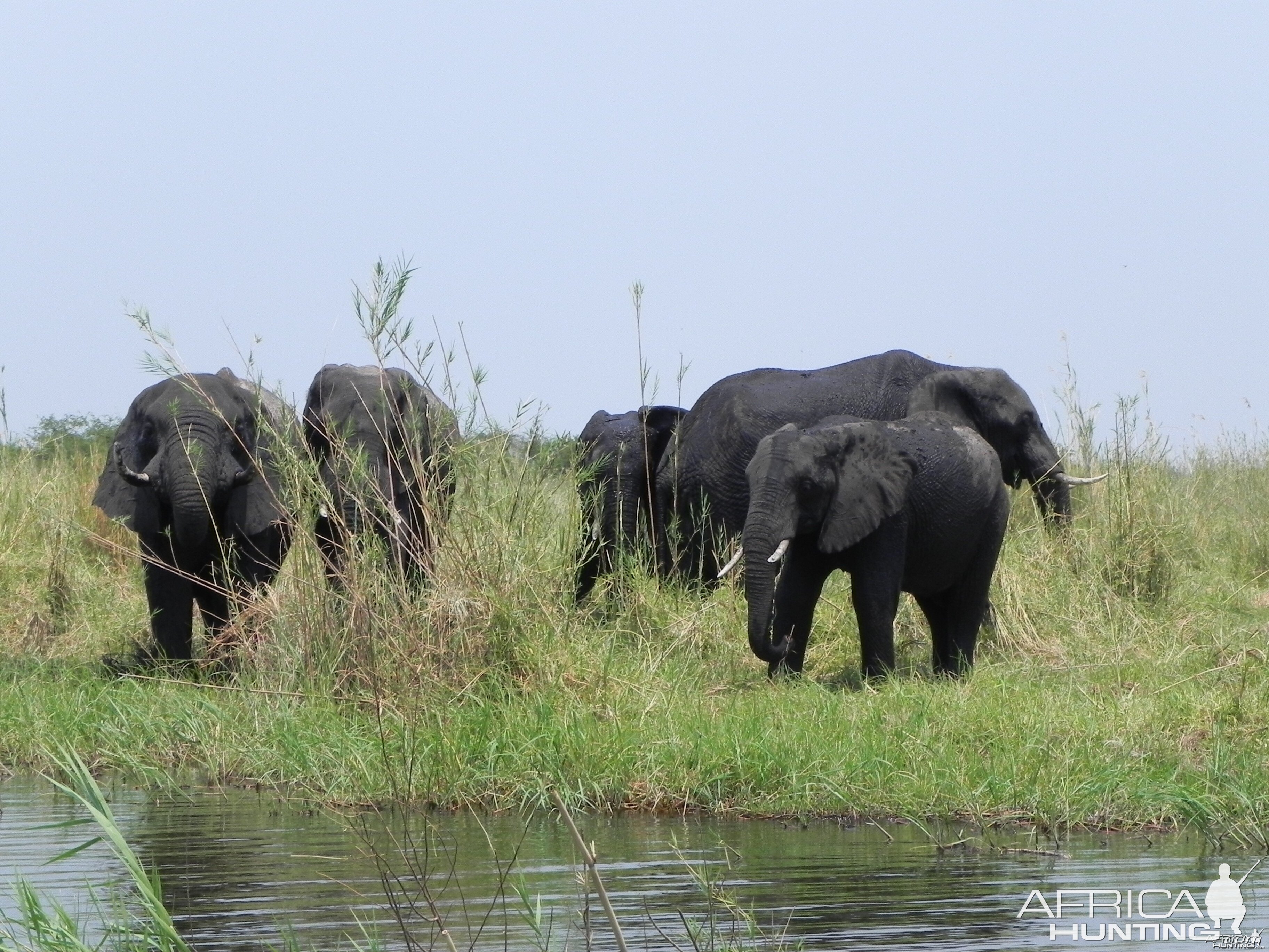 Elephant Caprivi Namibia