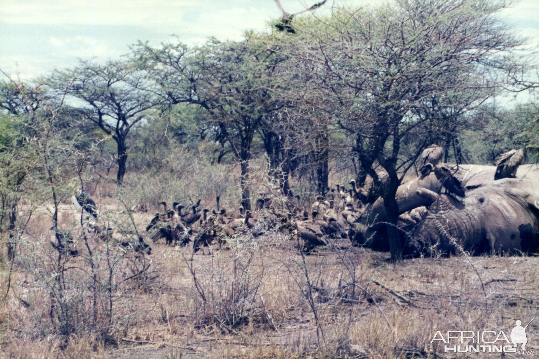 Elephant Carcass at Etosha National Park in Namibia