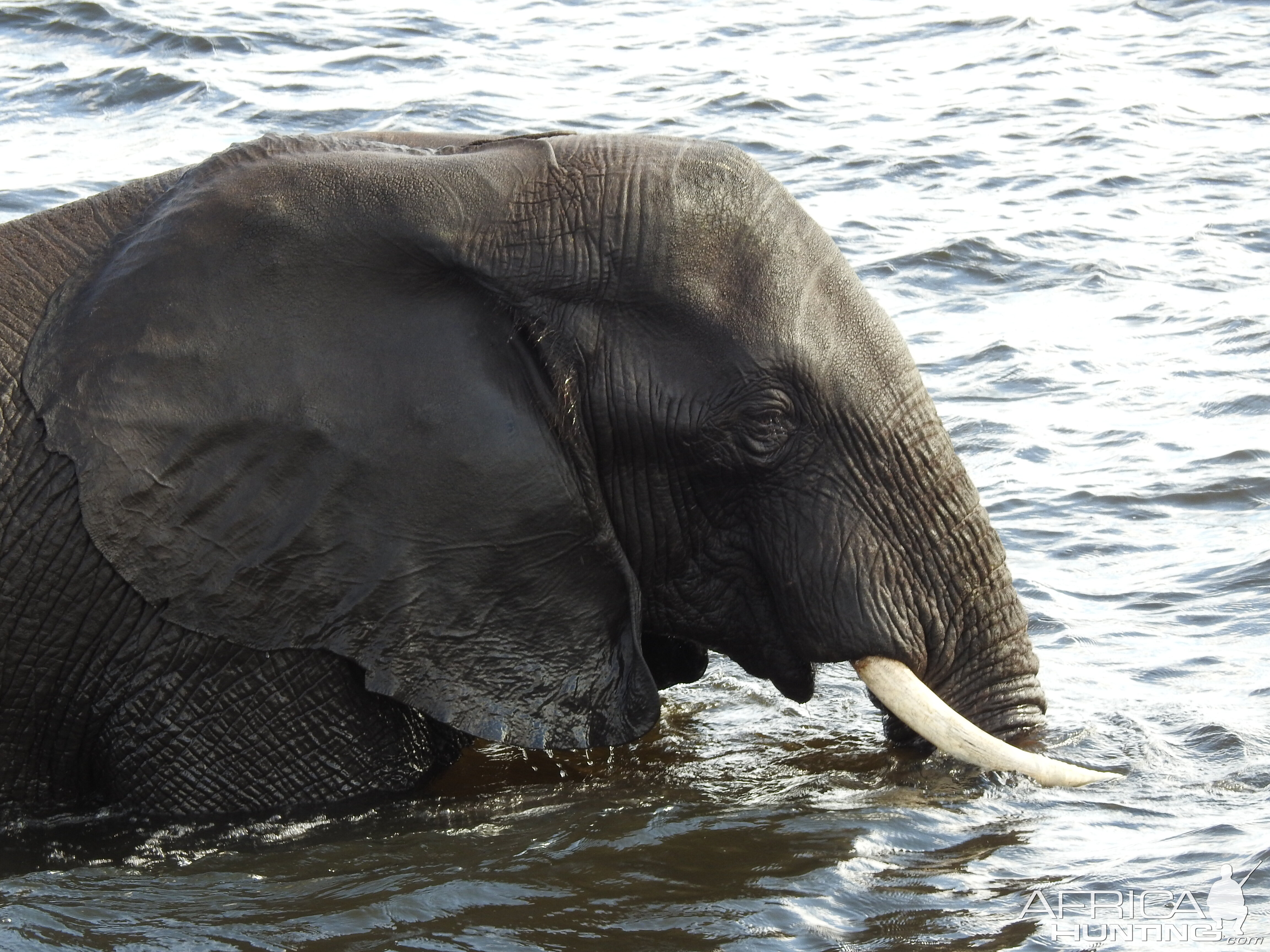 Elephant Chobe National Park Botswana