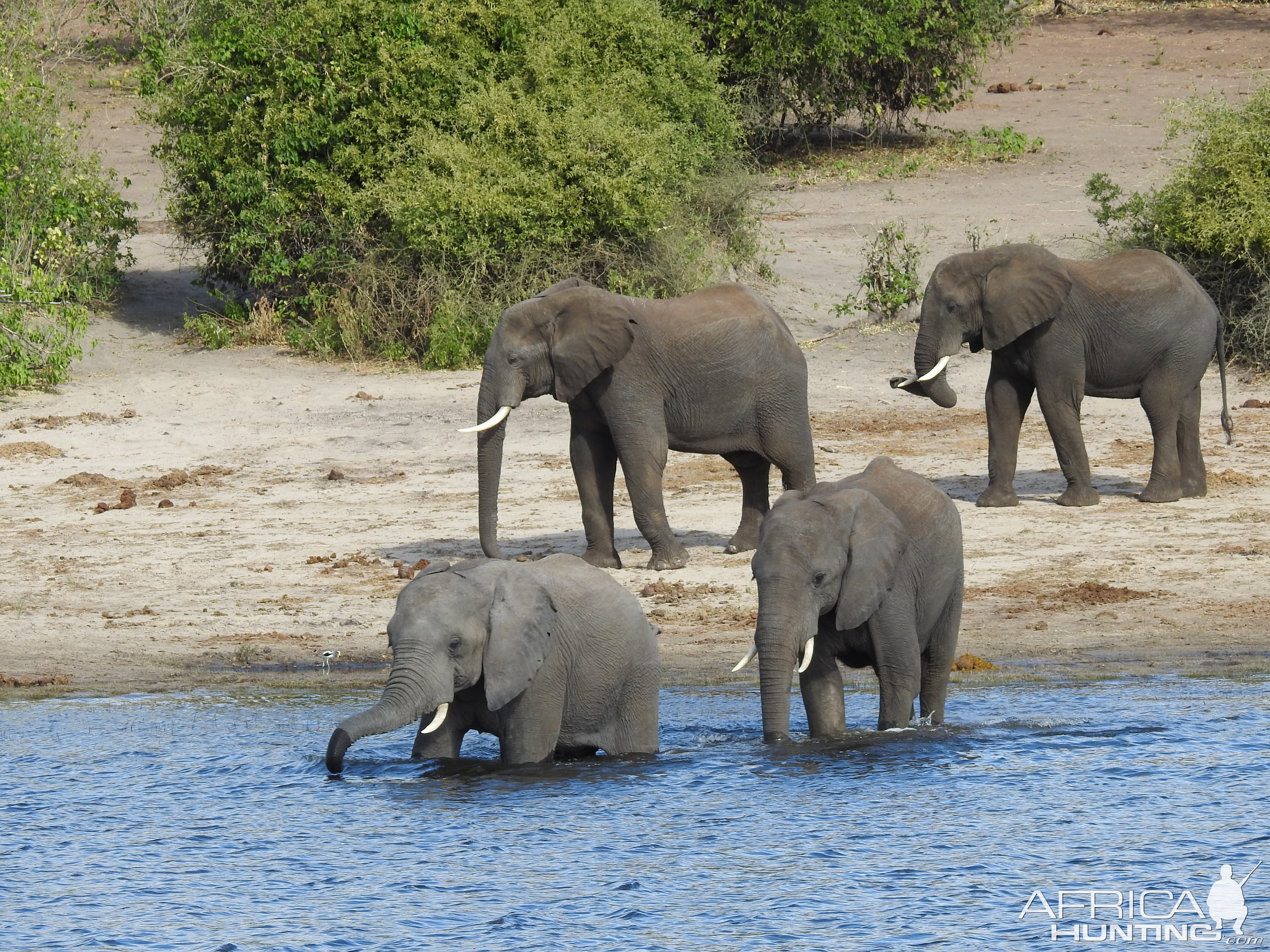 Elephant Chobe National Park Botswana