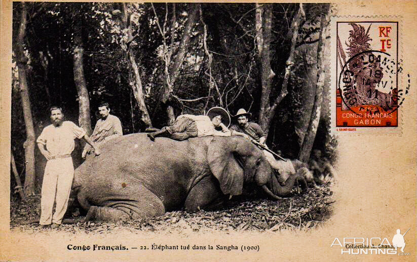 Elephant Congo Hunt