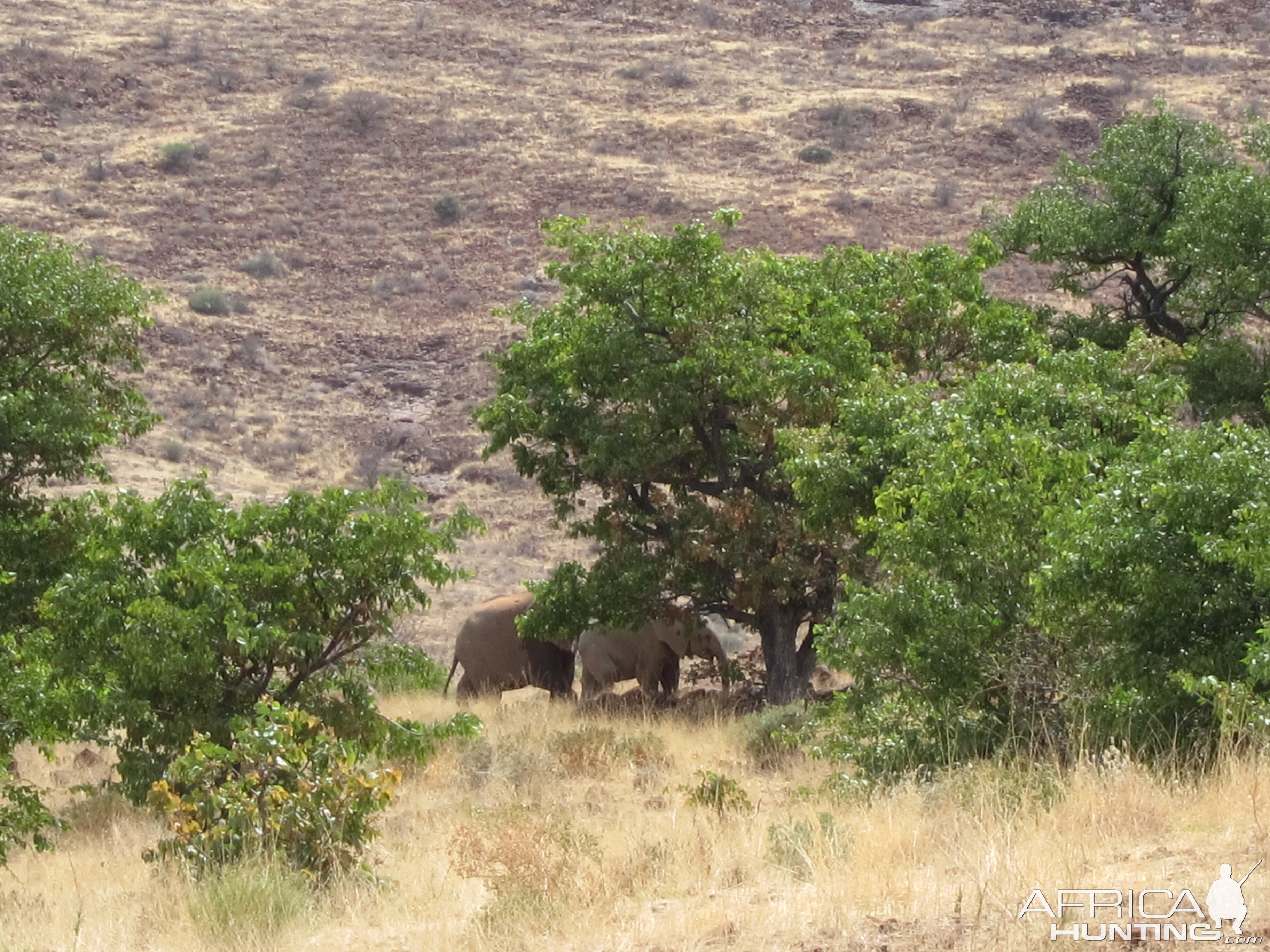 Elephant Damaraland Namibia