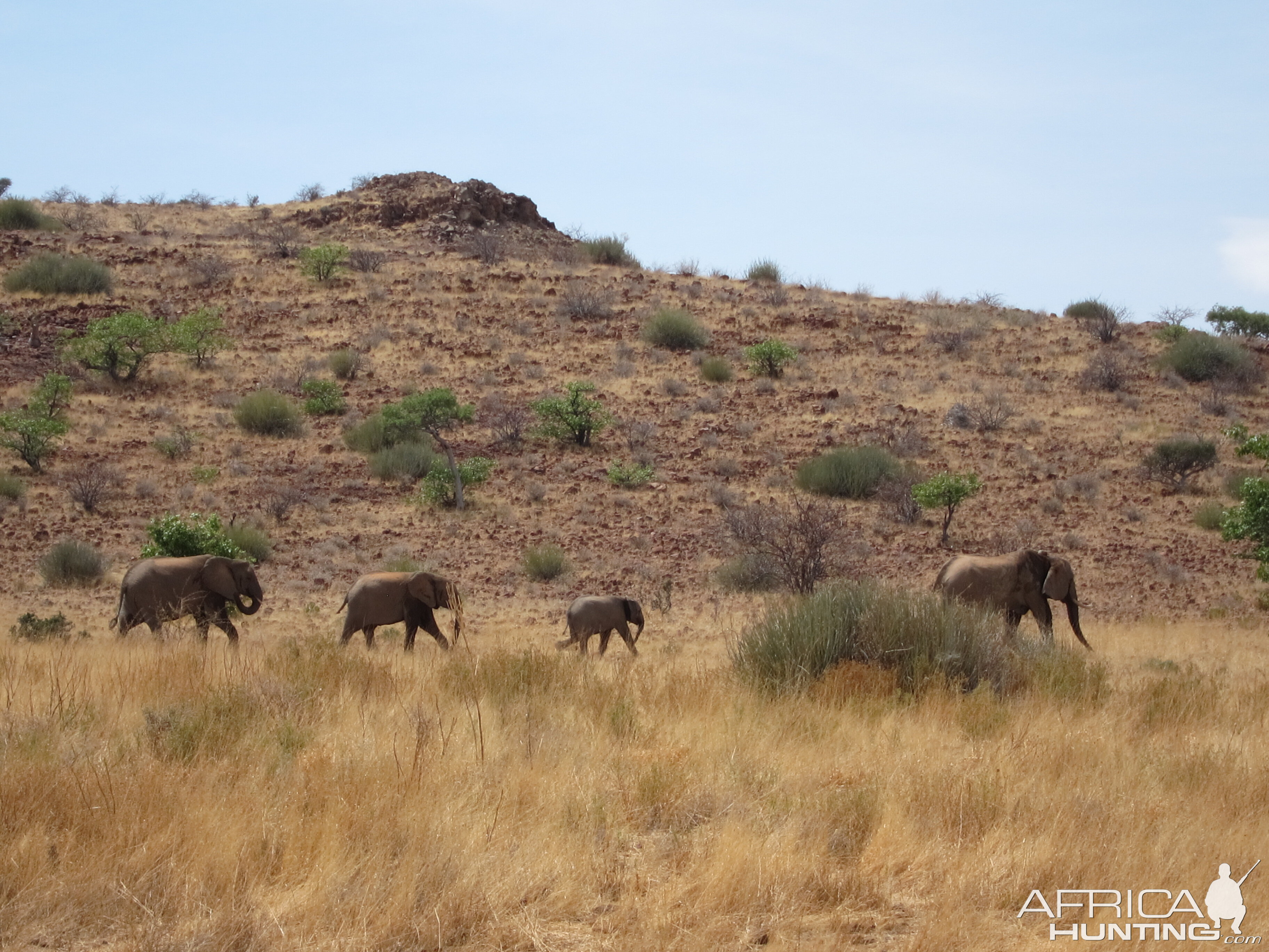 Elephant Damaraland Namibia