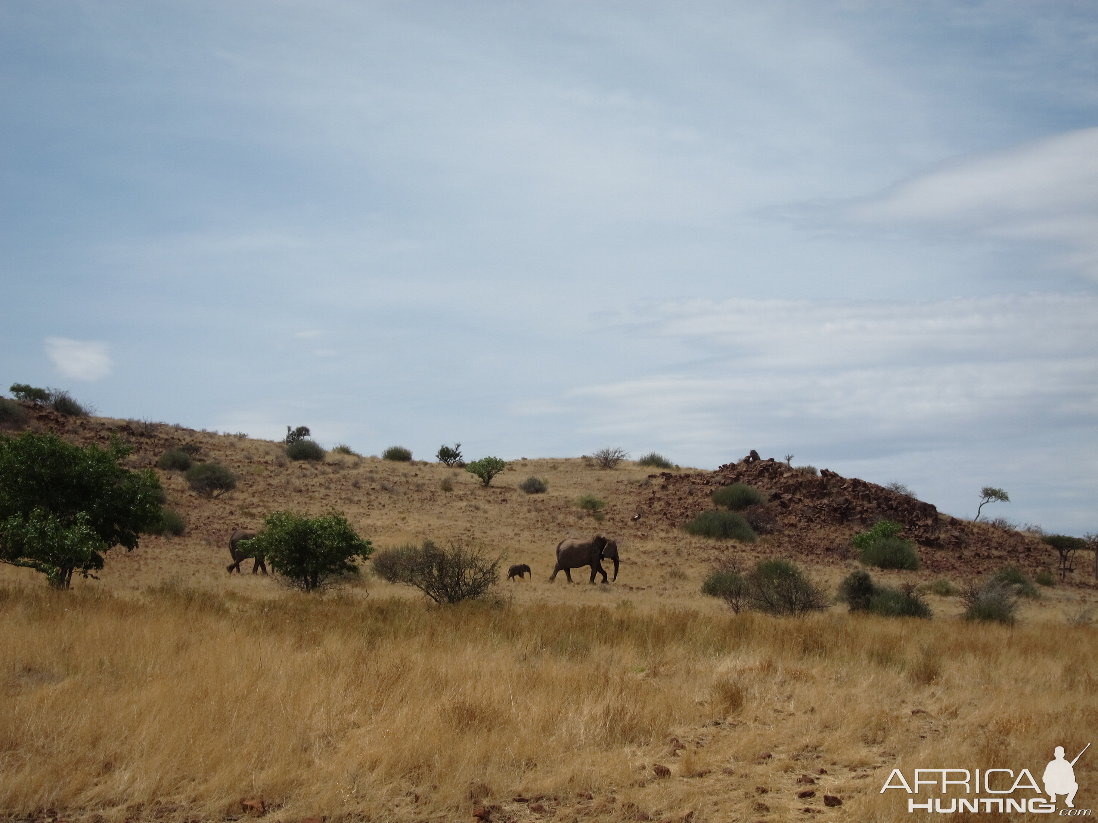 Elephant Damaraland Namibia