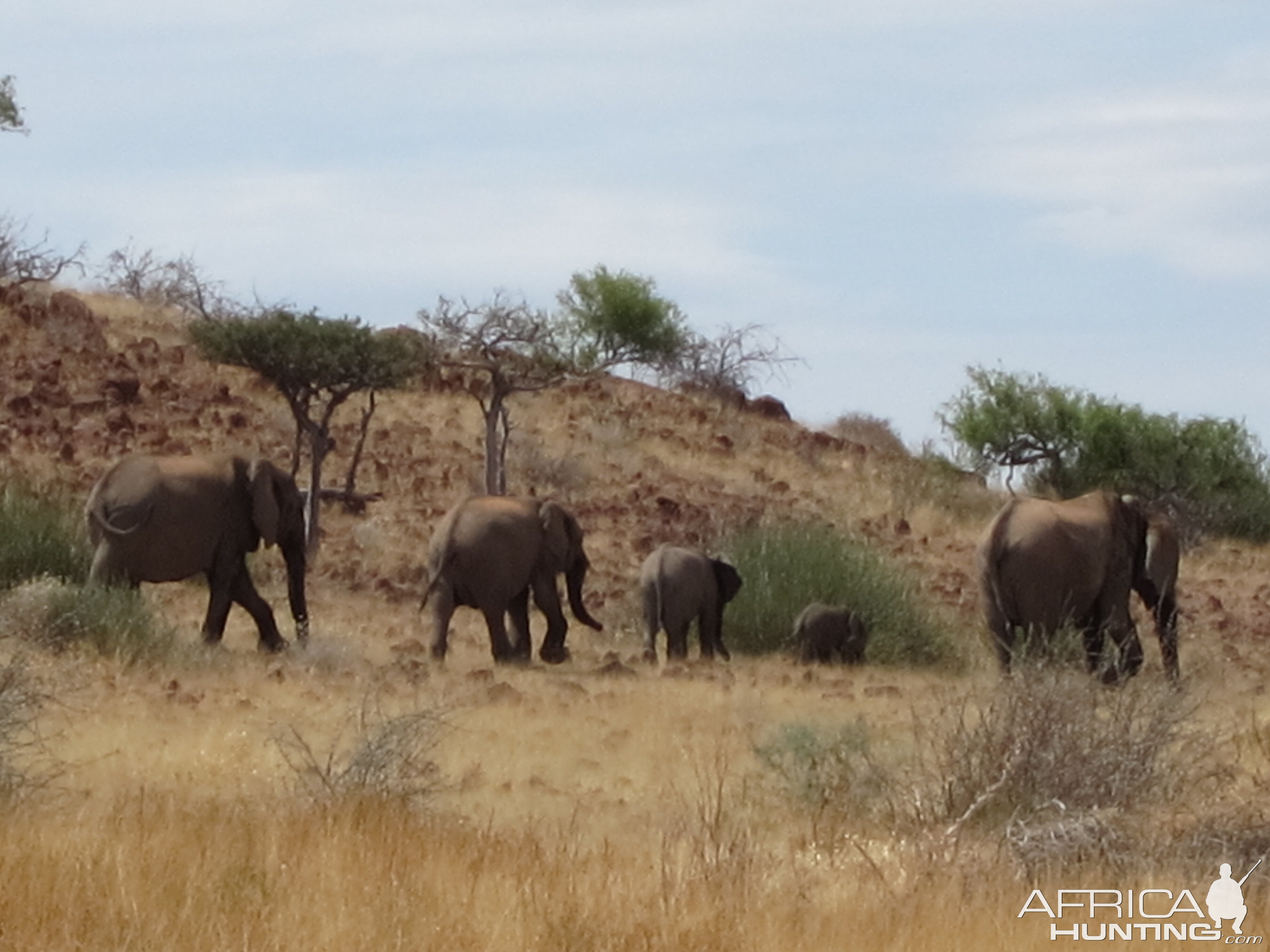 Elephant Damaraland Namibia