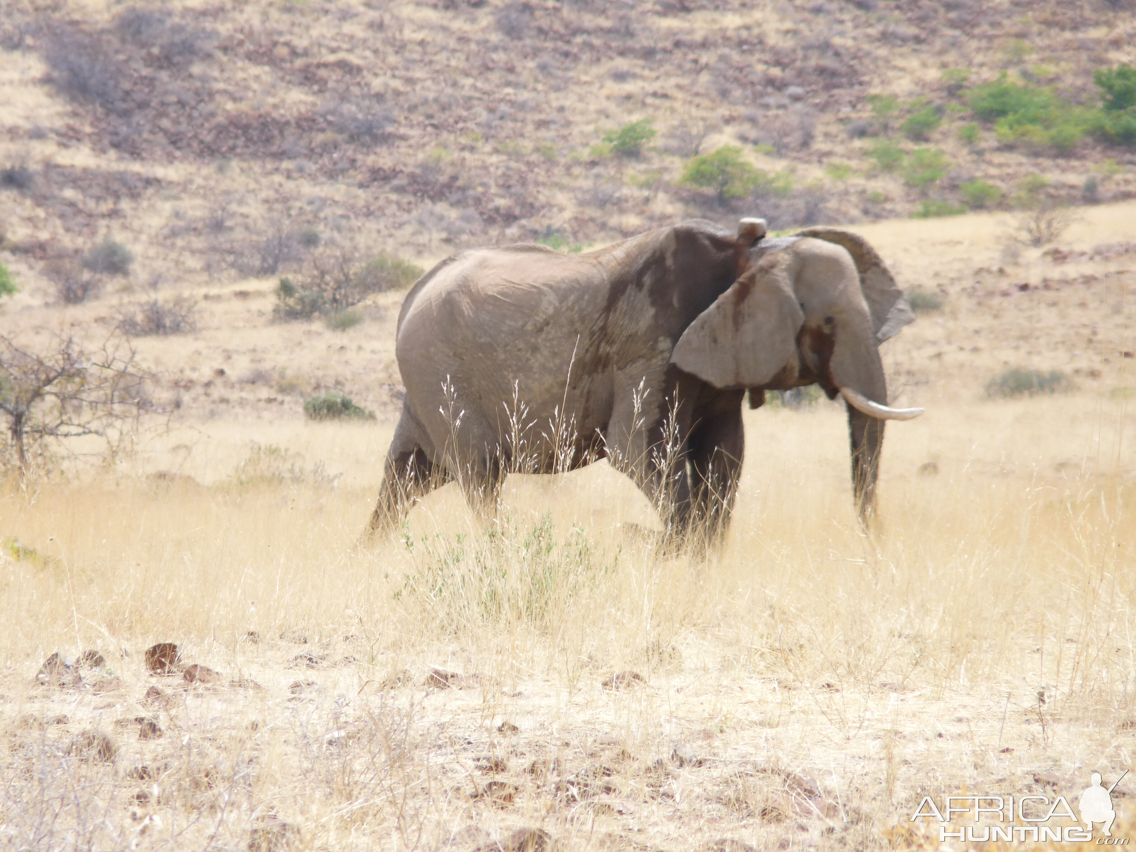 Elephant Damaraland Namibia