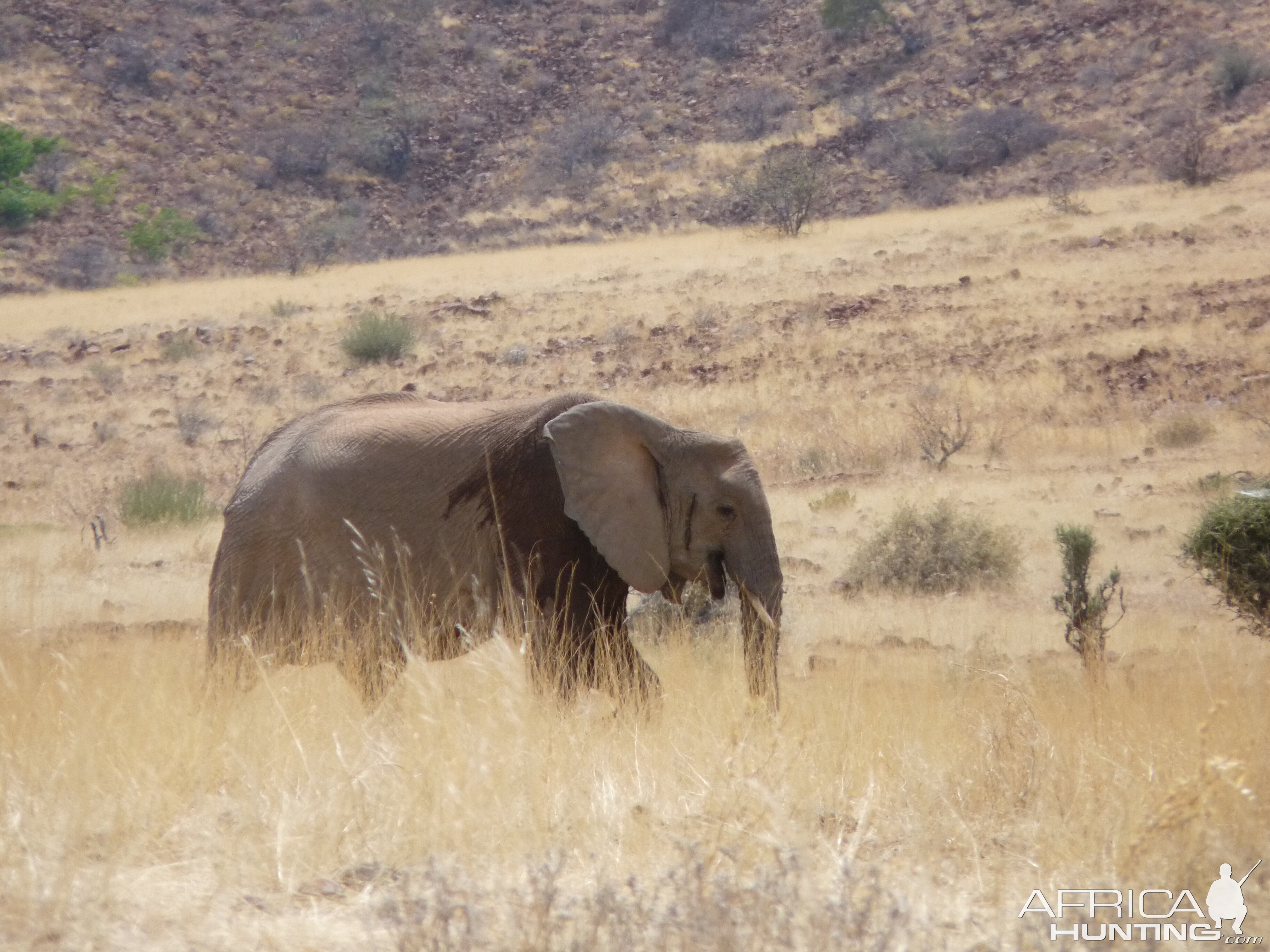 Elephant Damaraland Namibia