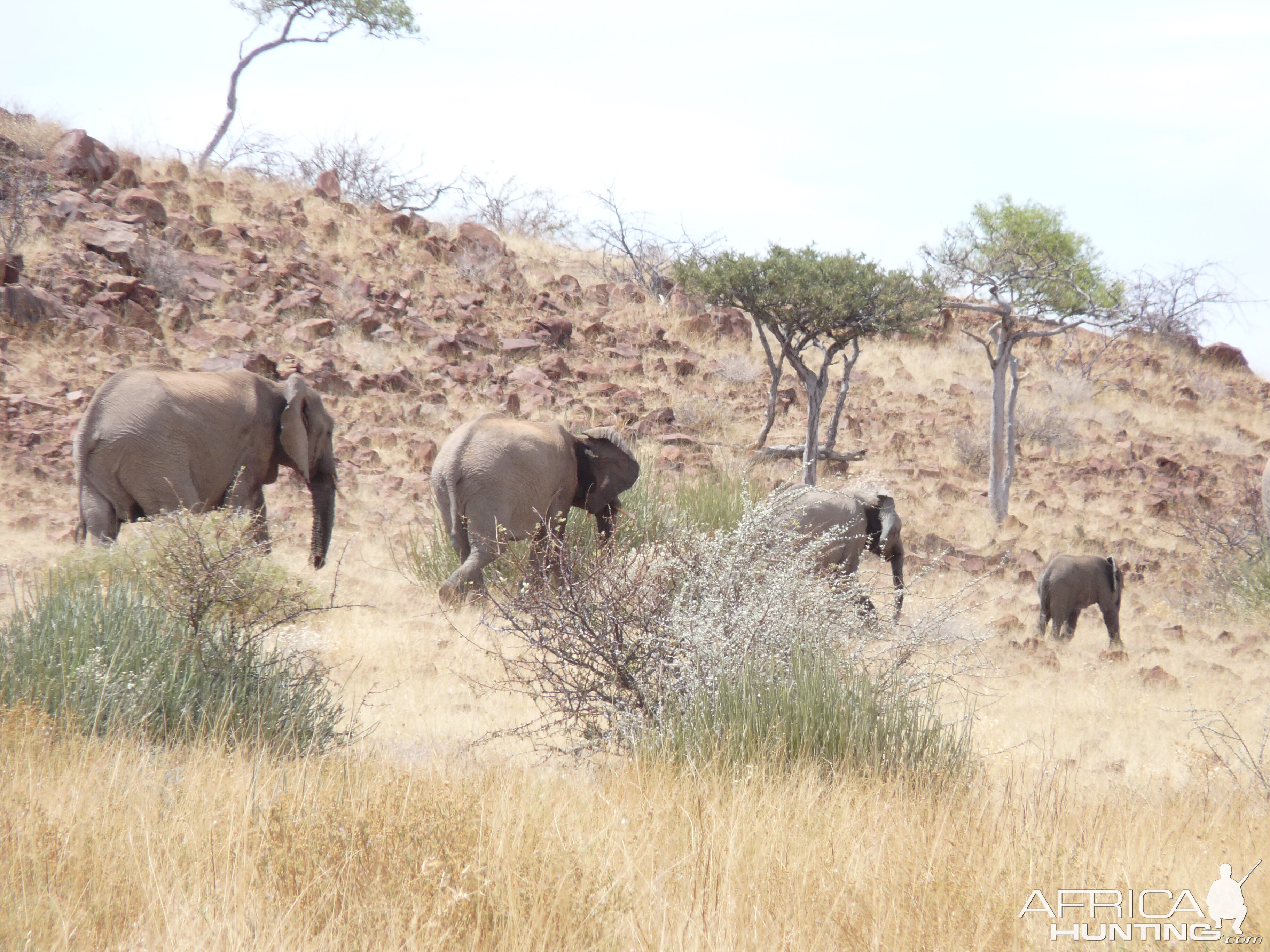 Elephant Damaraland Namibia