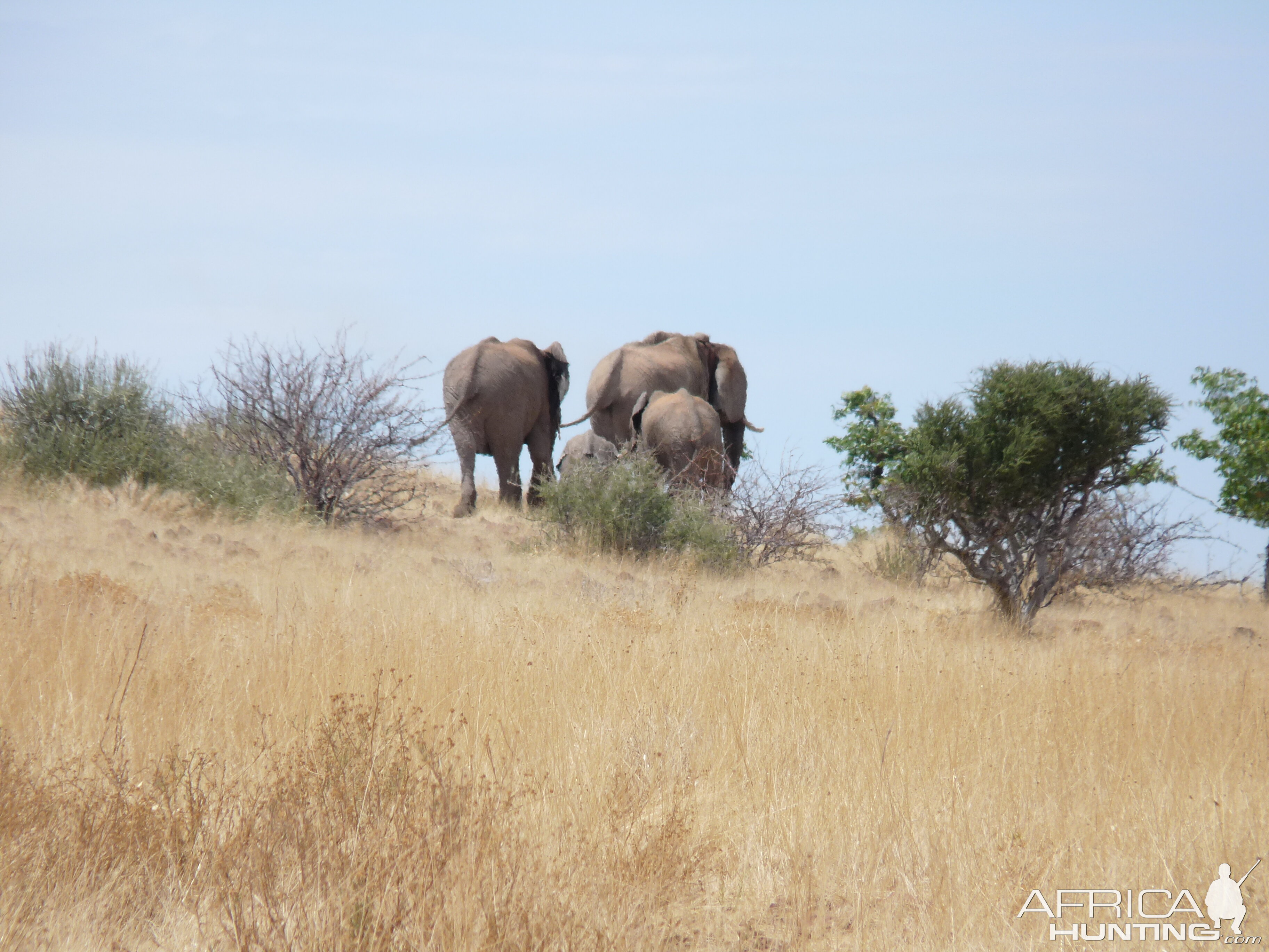 Elephant Damaraland Namibia