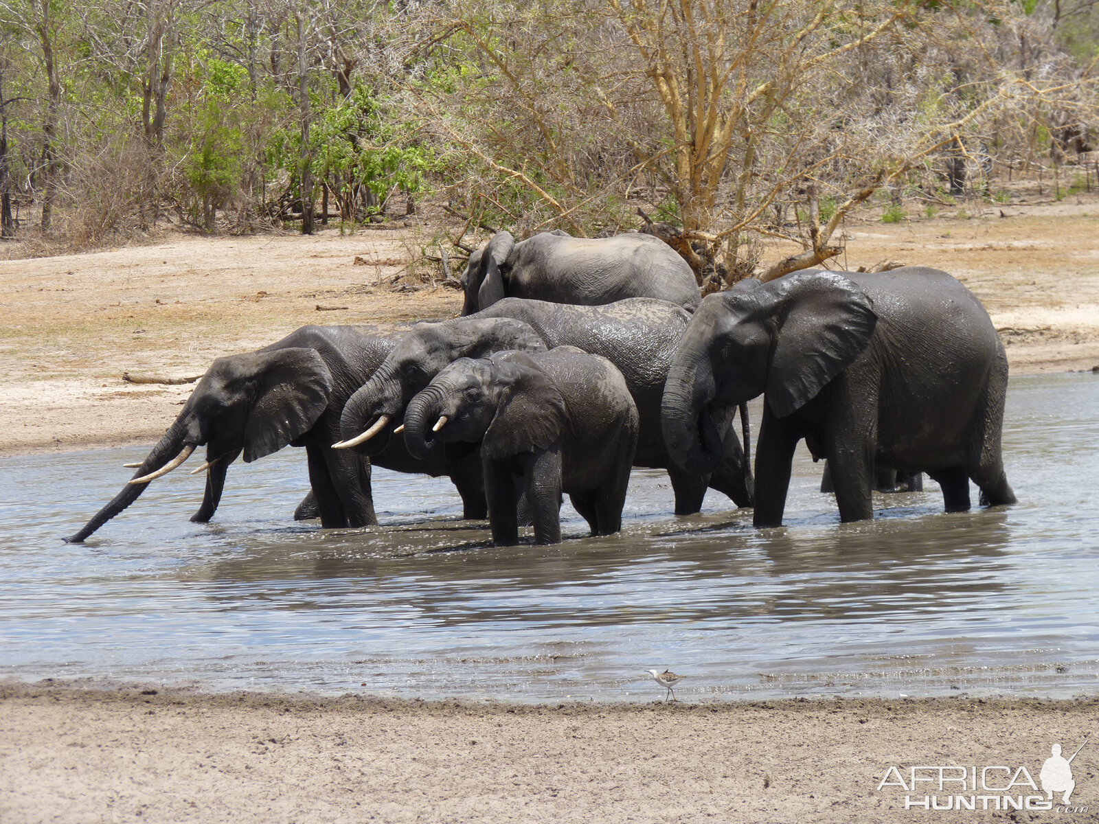 Elephant drinking in Tanzania