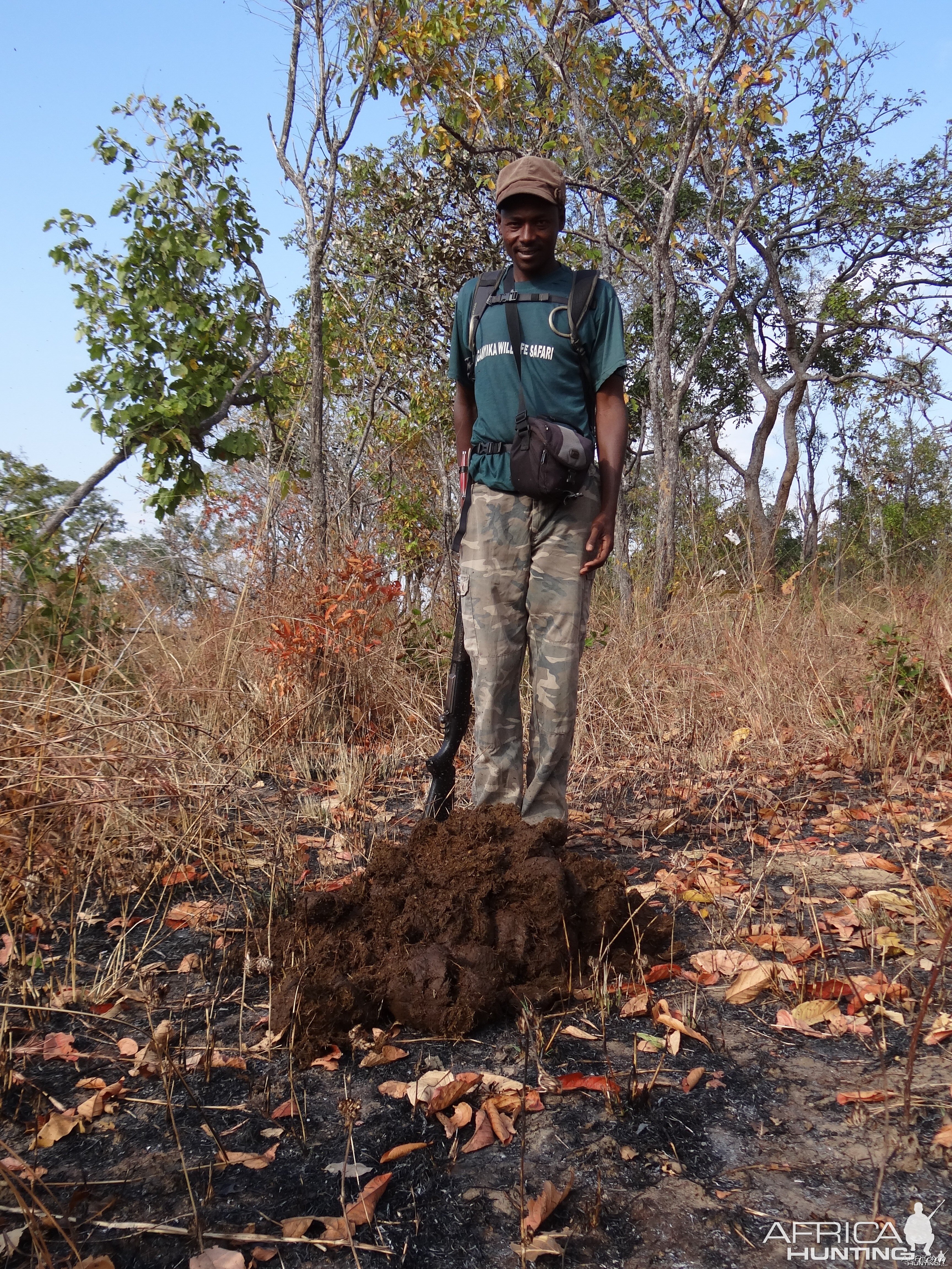 Elephant dung