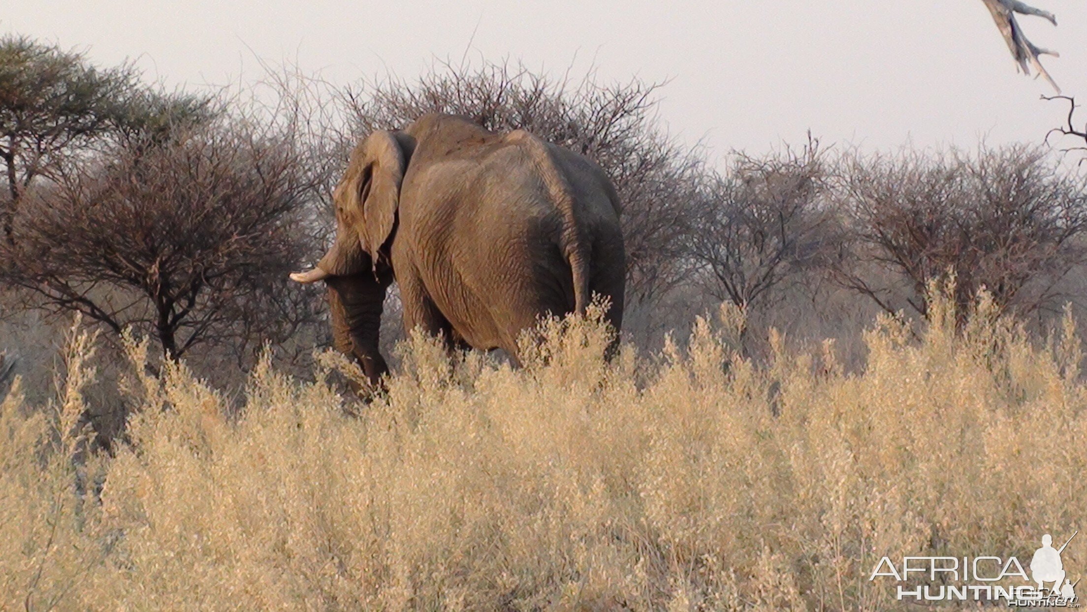 Elephant Etosha Namibia