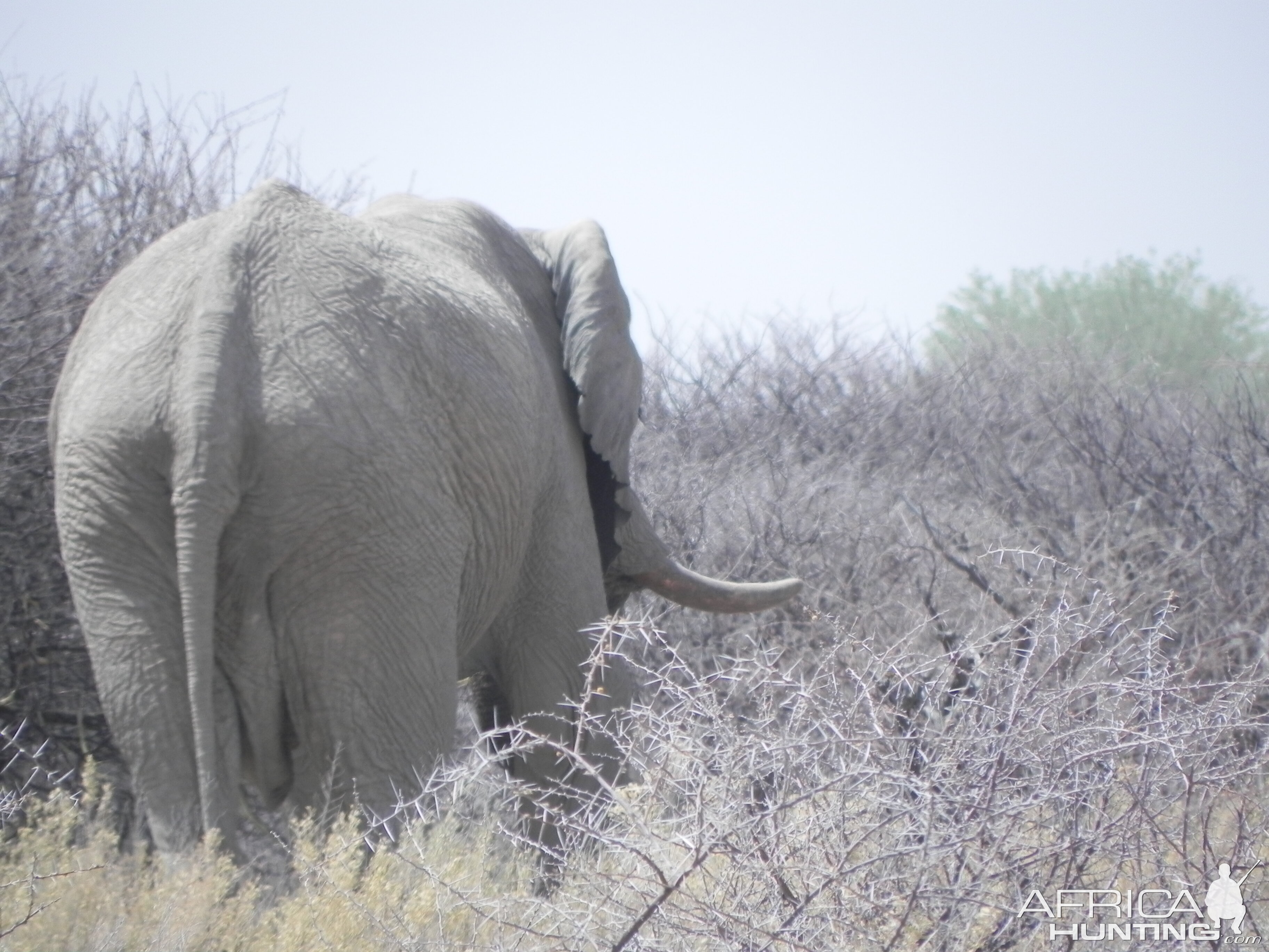 Elephant Etosha Namibia