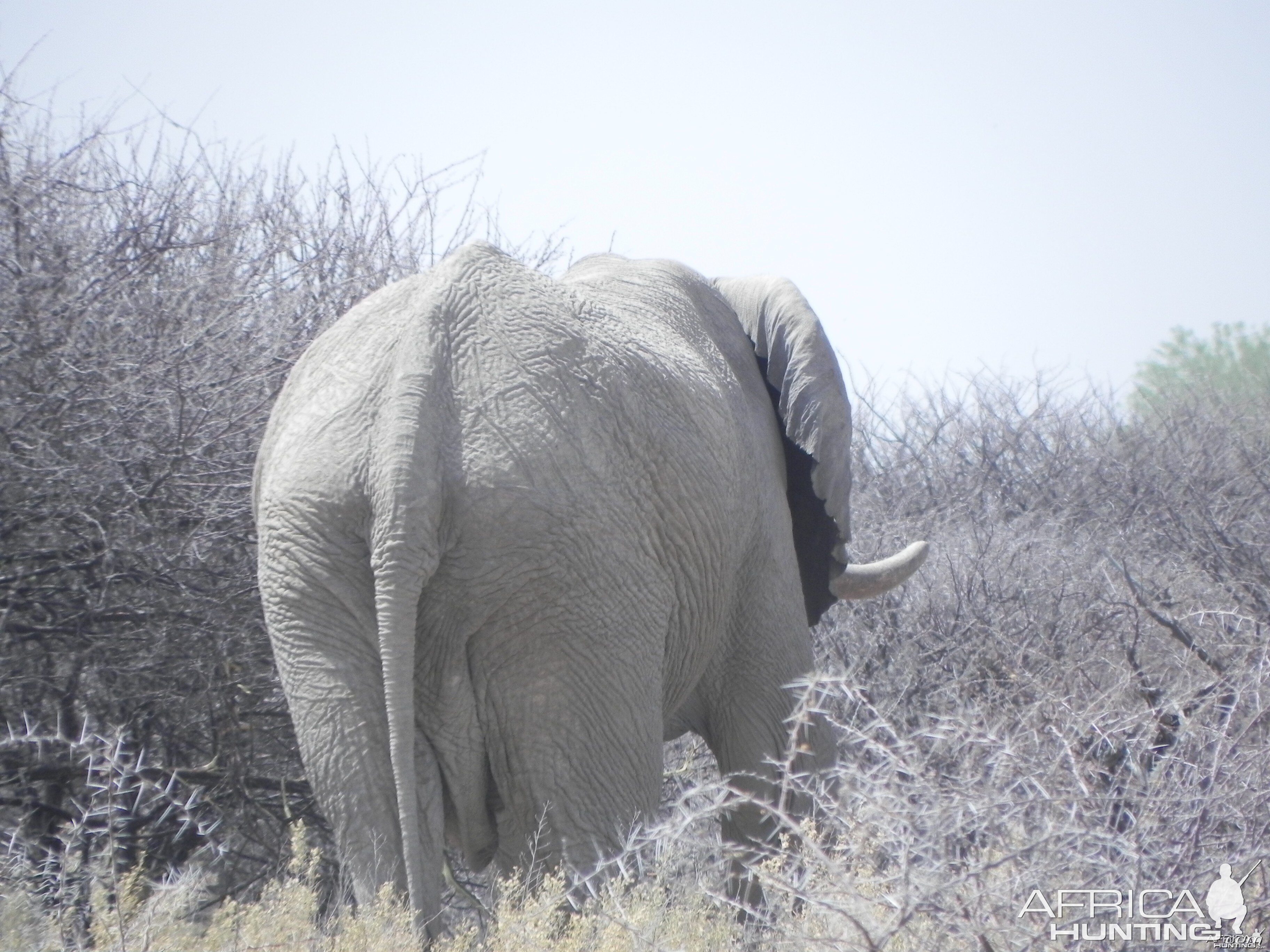 Elephant Etosha Namibia