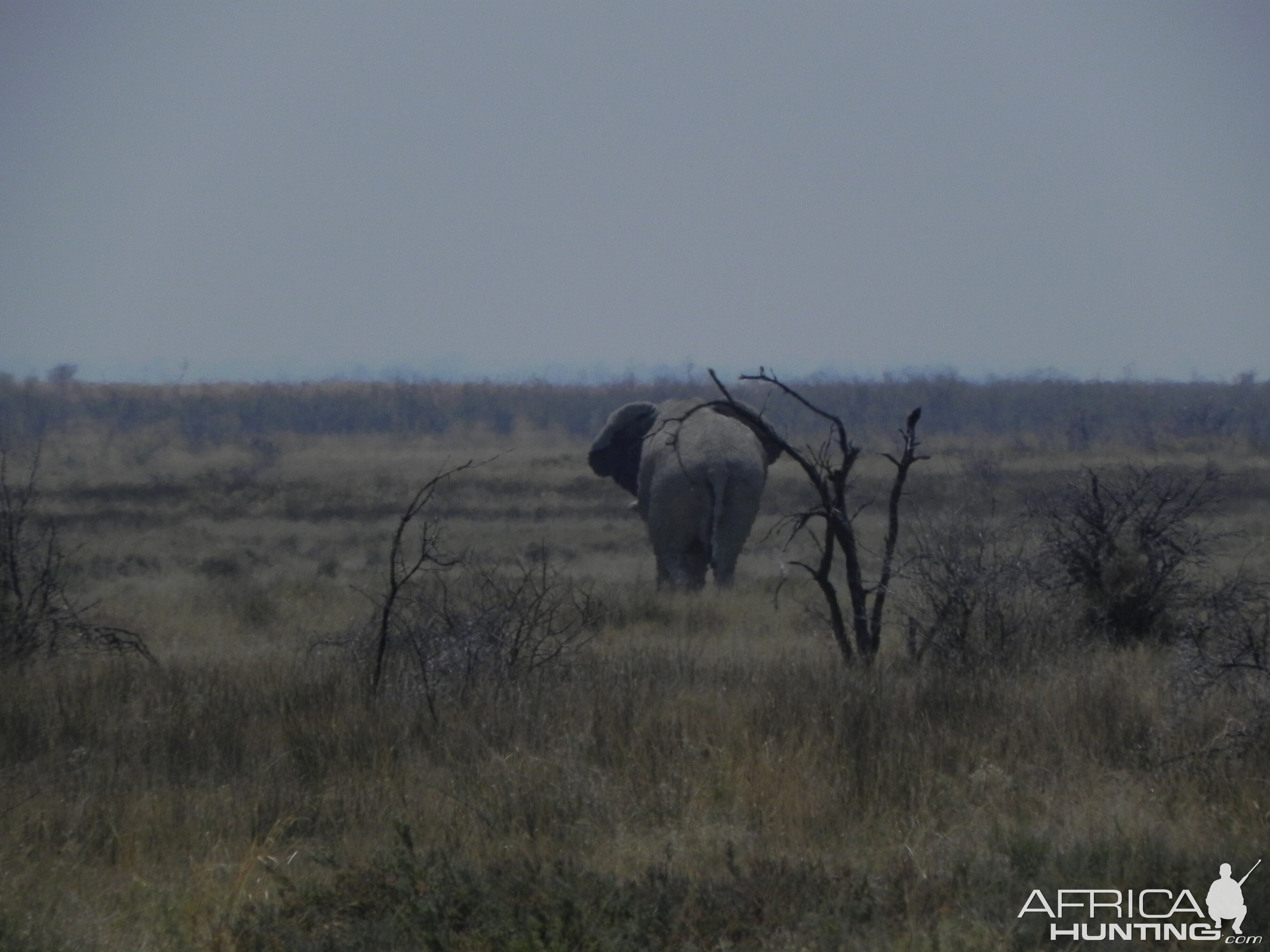 Elephant Etosha Namibia