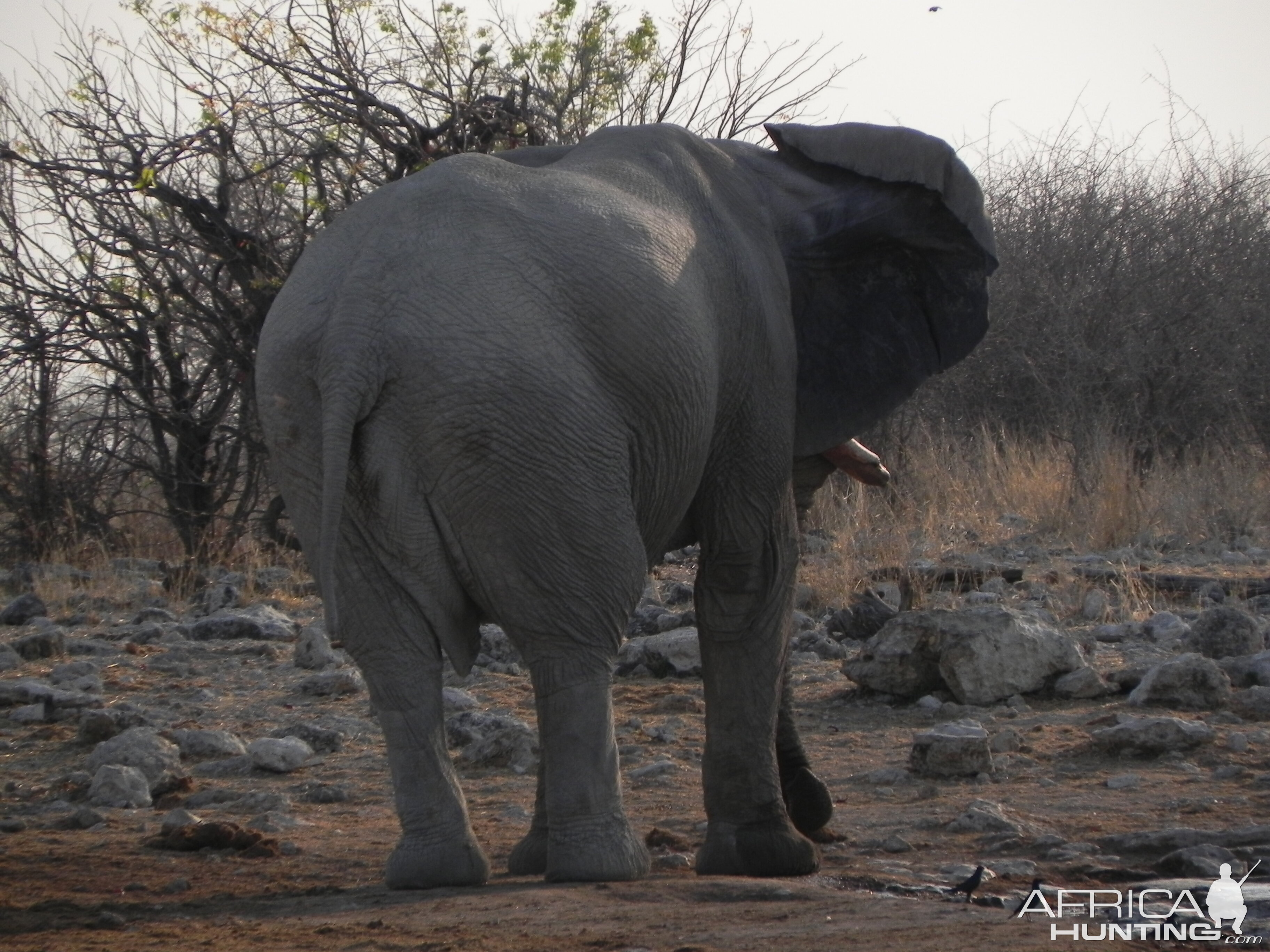 Elephant Etosha Namibia