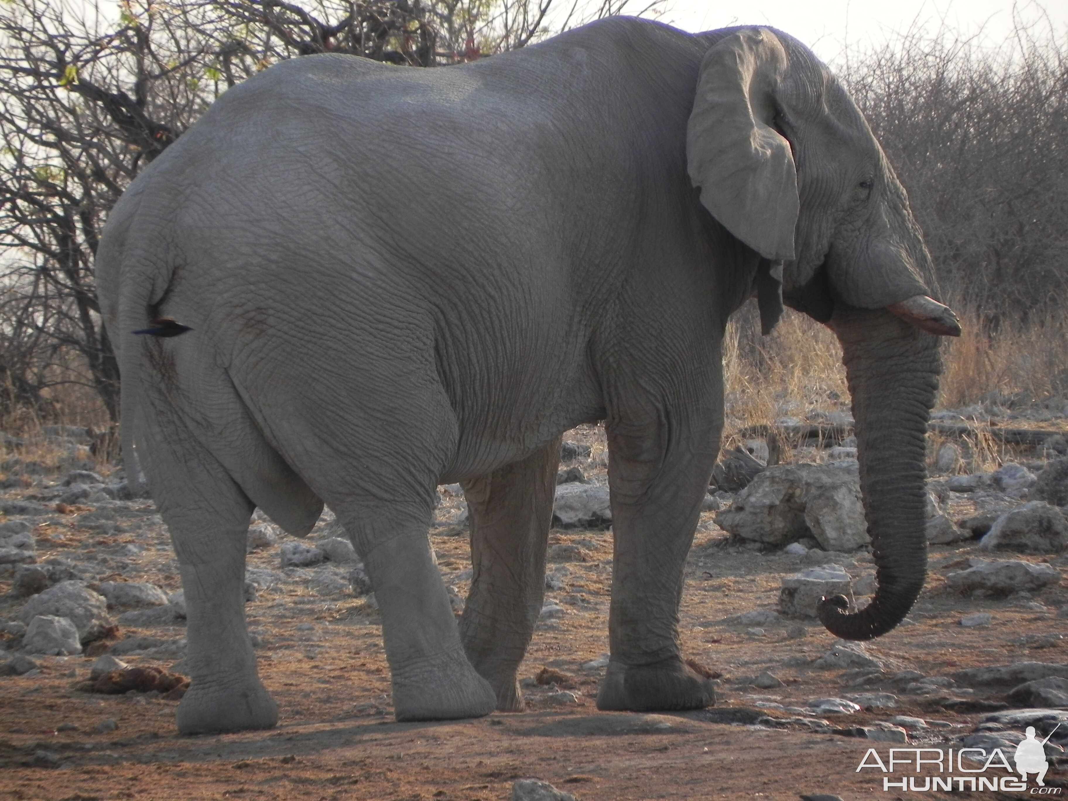 Elephant Etosha Namibia