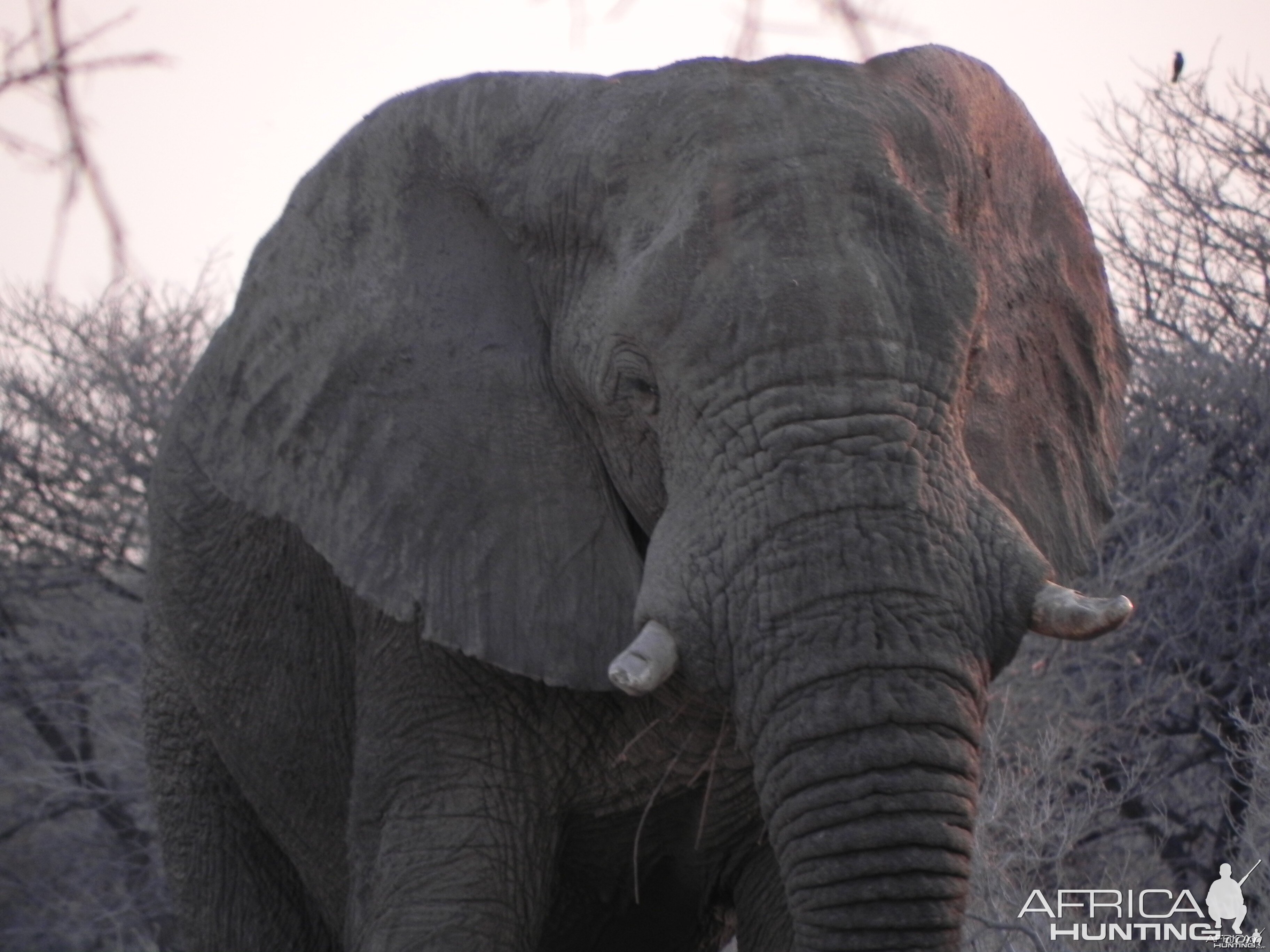 Elephant Etosha Namibia