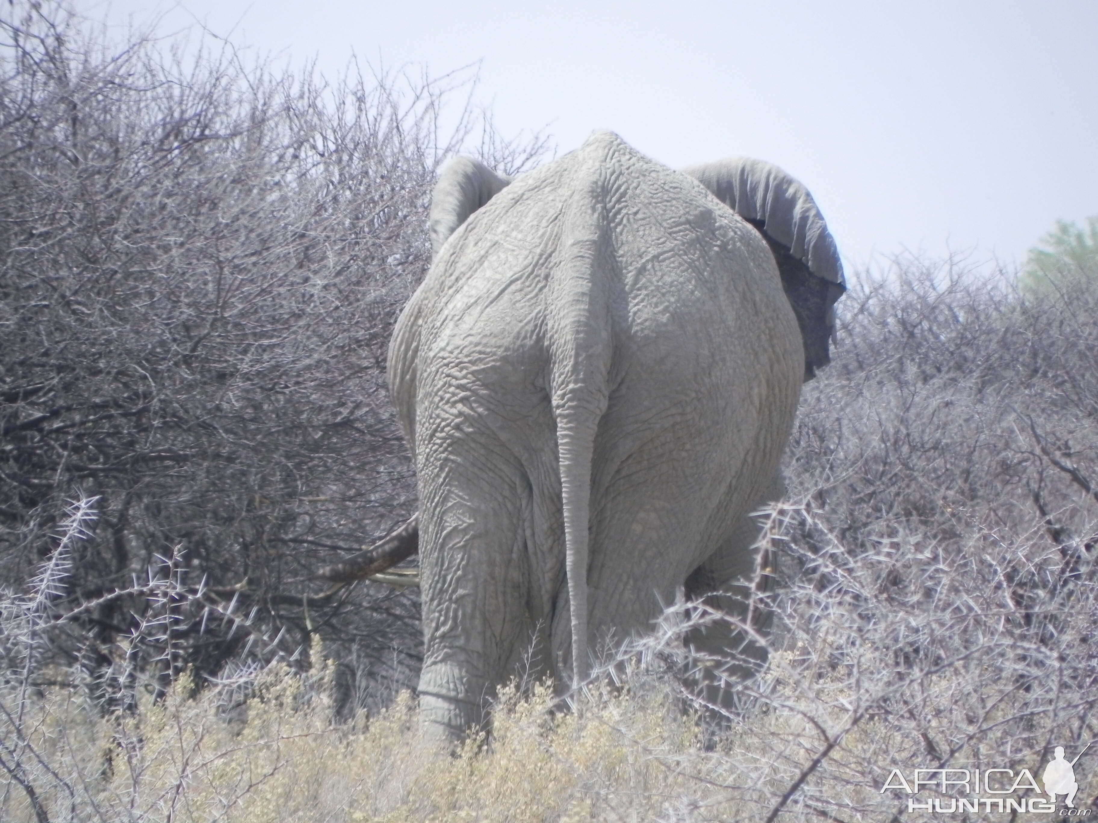 Elephant Etosha Namibia