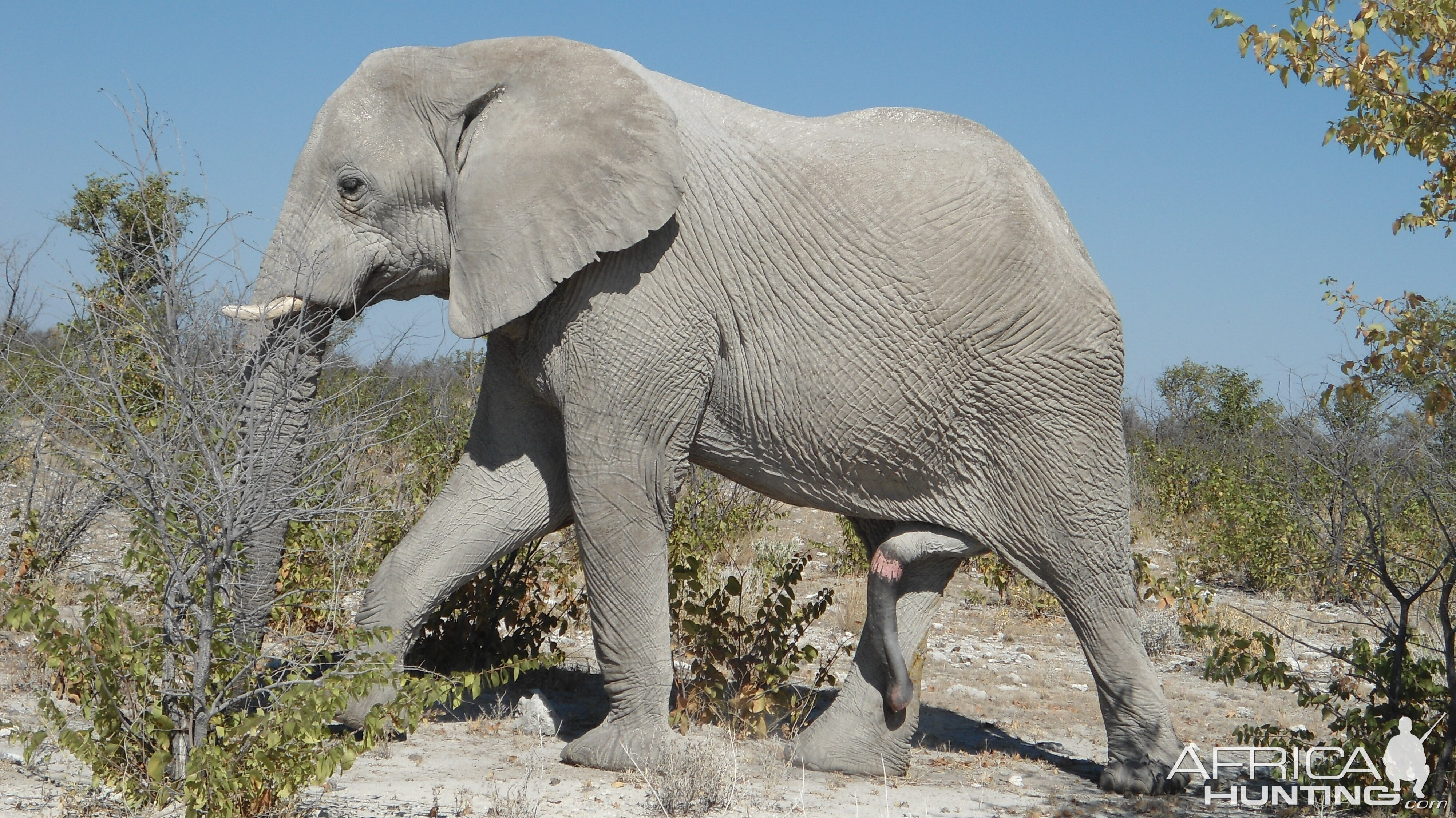 Elephant Etosha Namibia