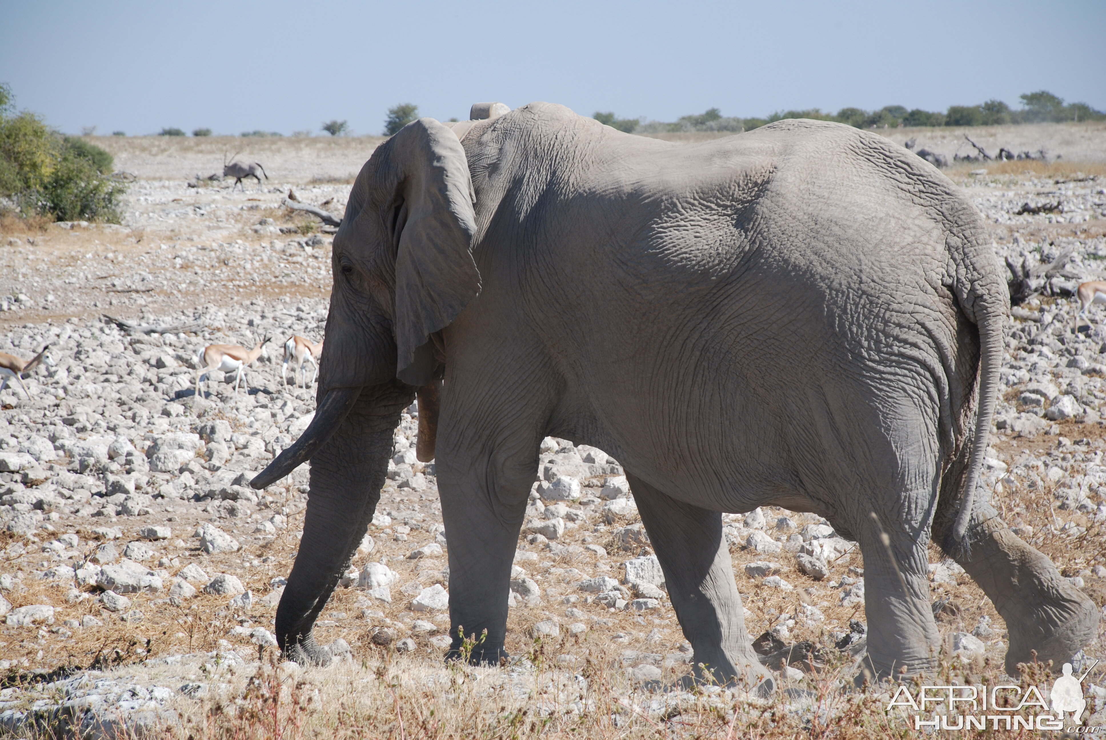 Elephant Etosha Namibia