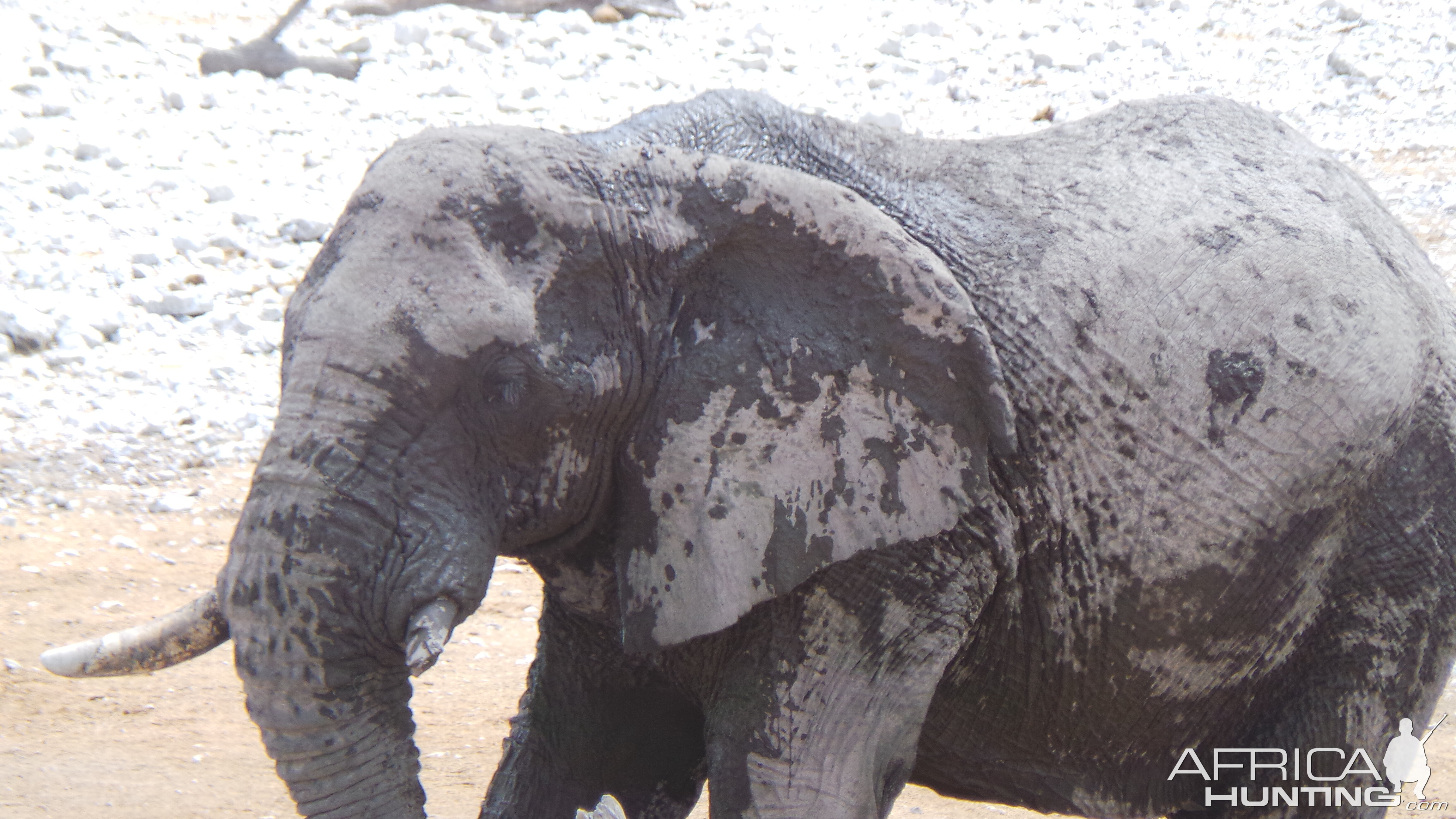 Elephant Etosha National Park Namibia