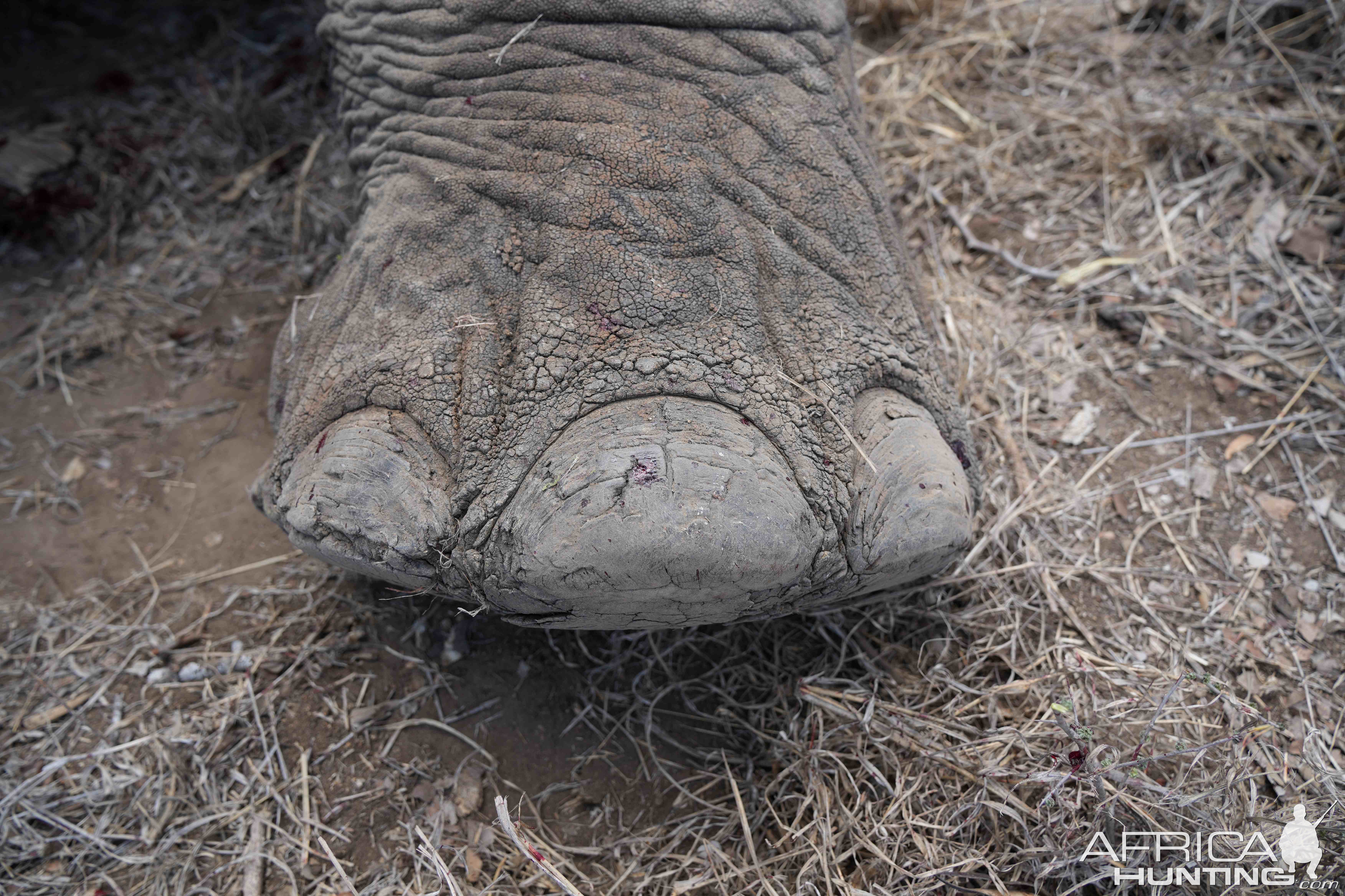 Elephant Foot South Africa