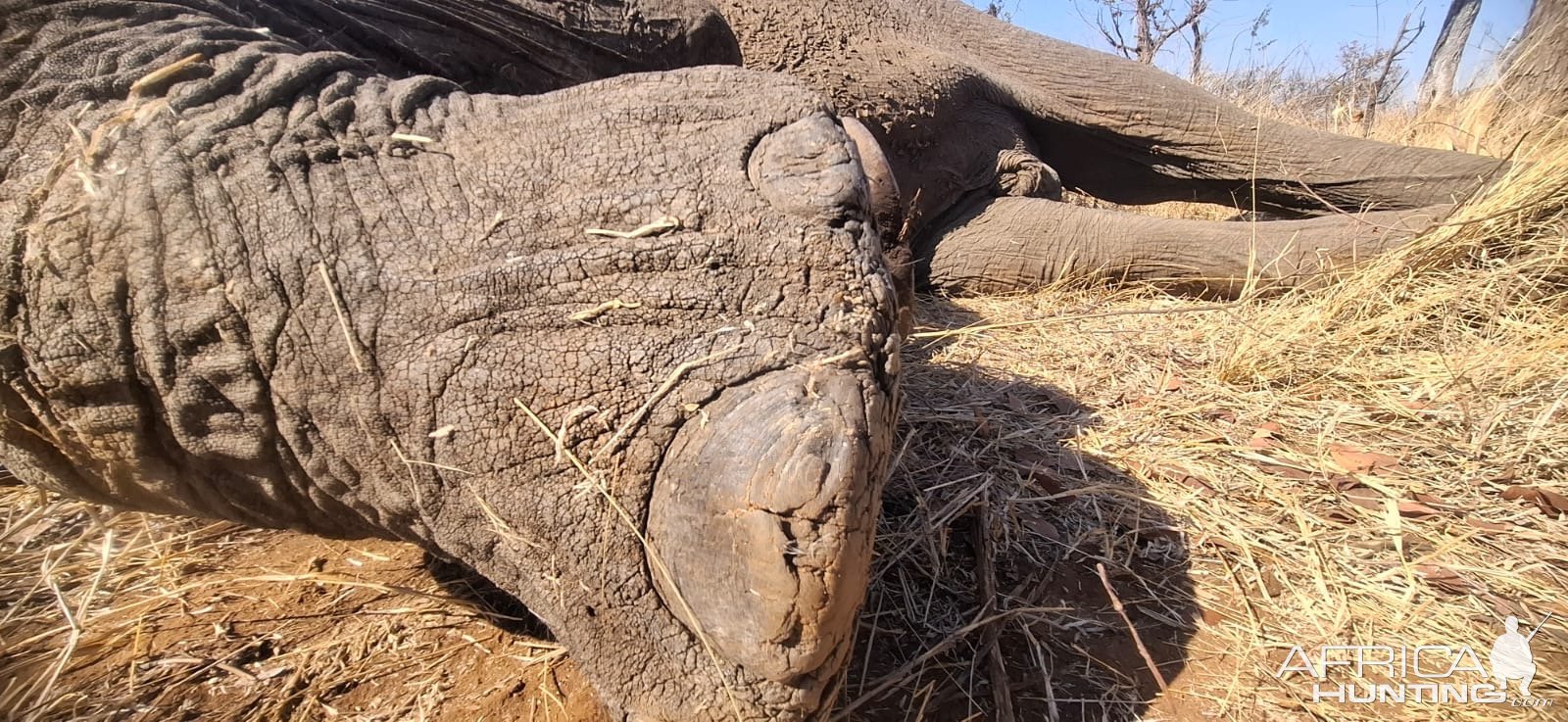 Elephant Foot