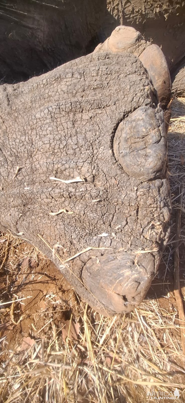 Elephant Foot