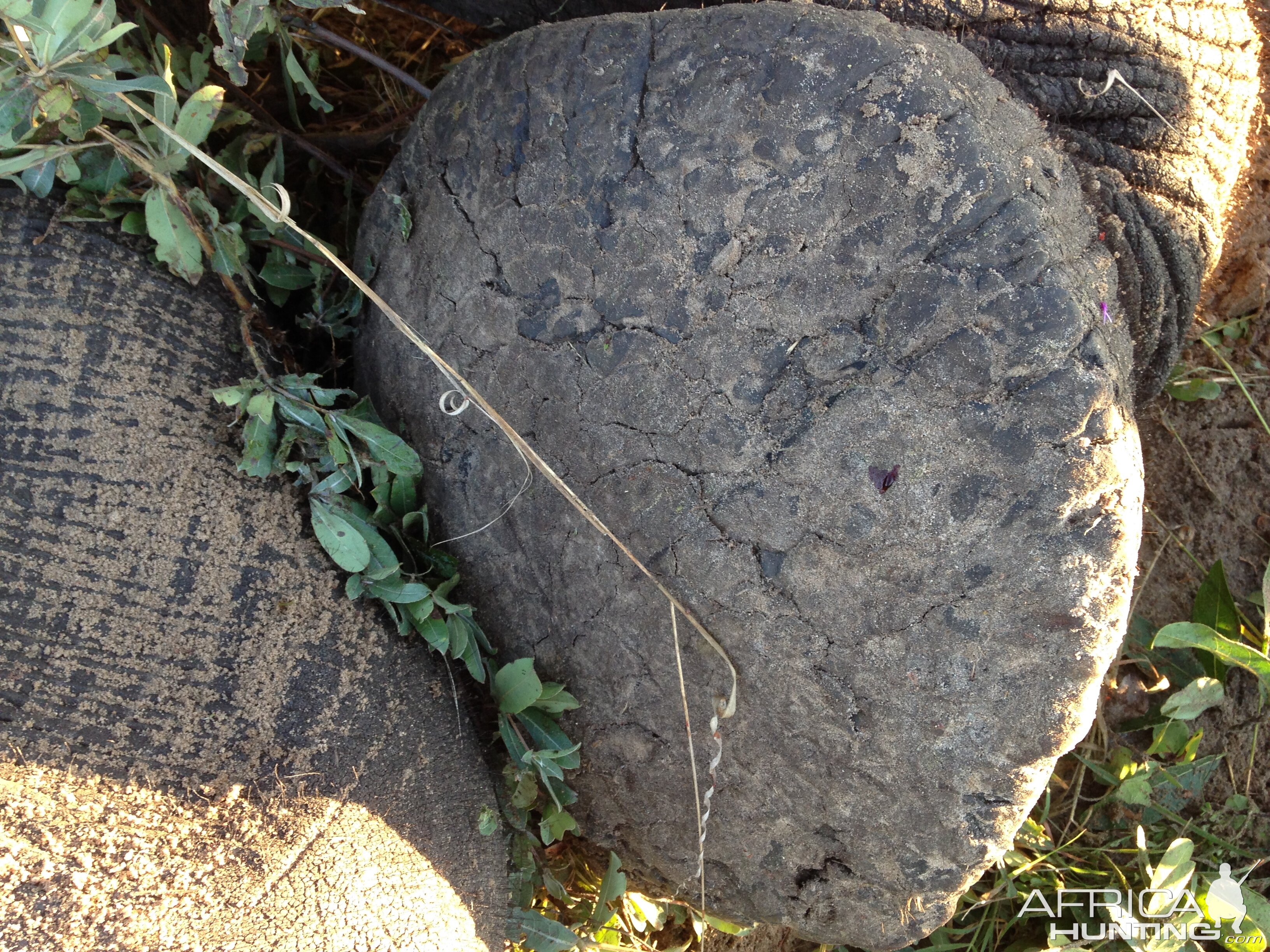 Elephant foot