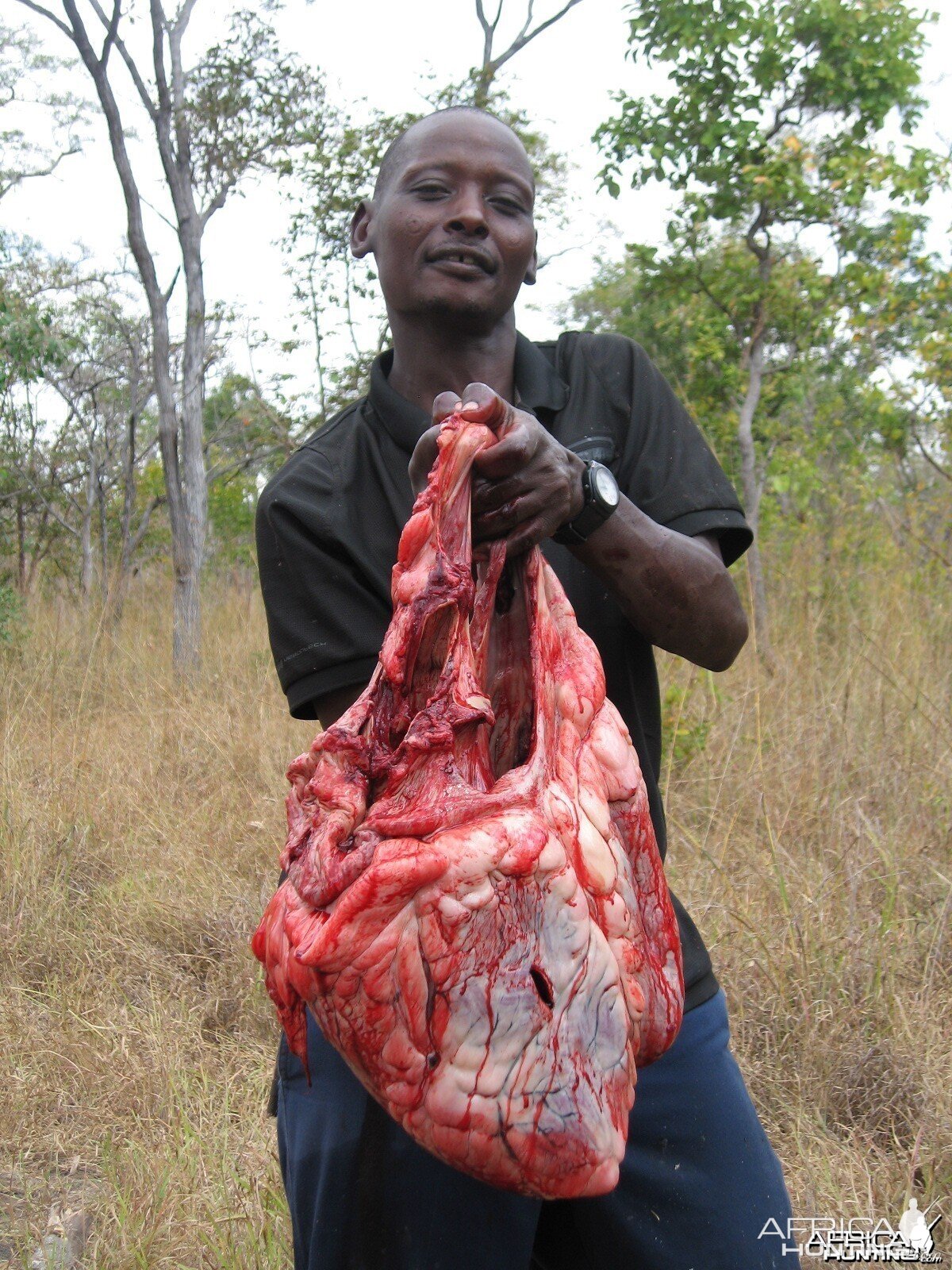 Elephant heart