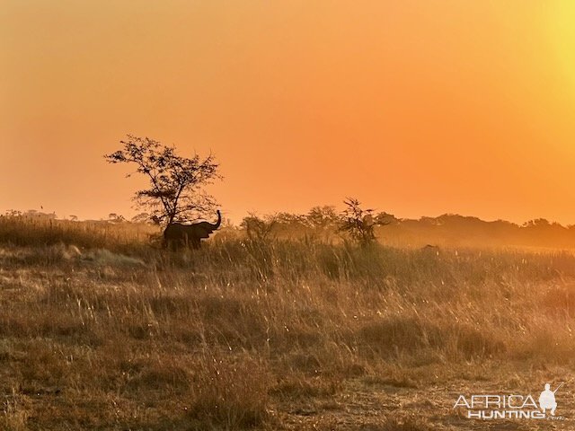 Elephant Herd Caprivi Namibia