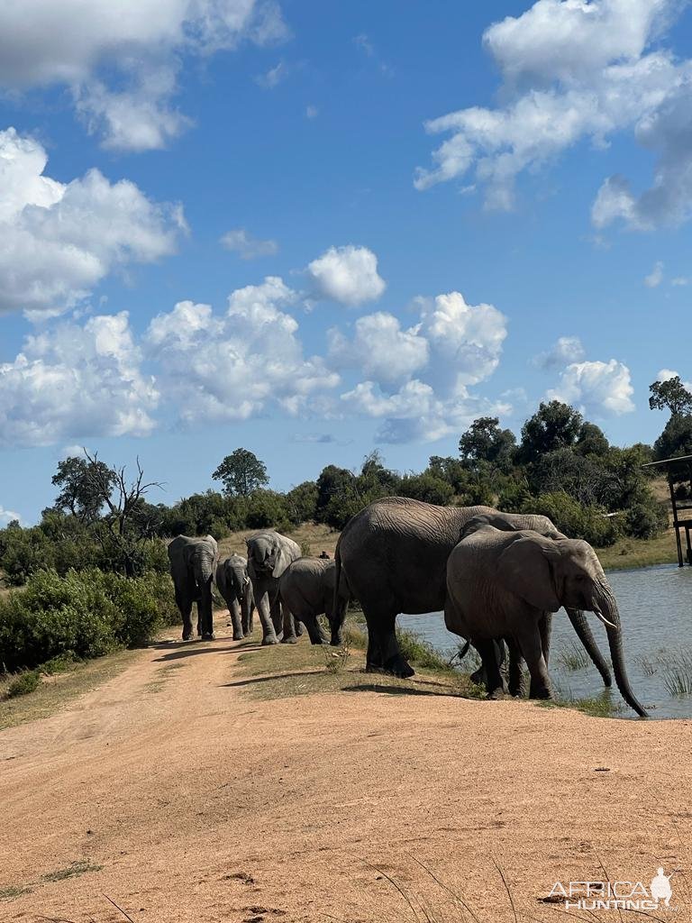 Elephant Herd Limpopo South Africa