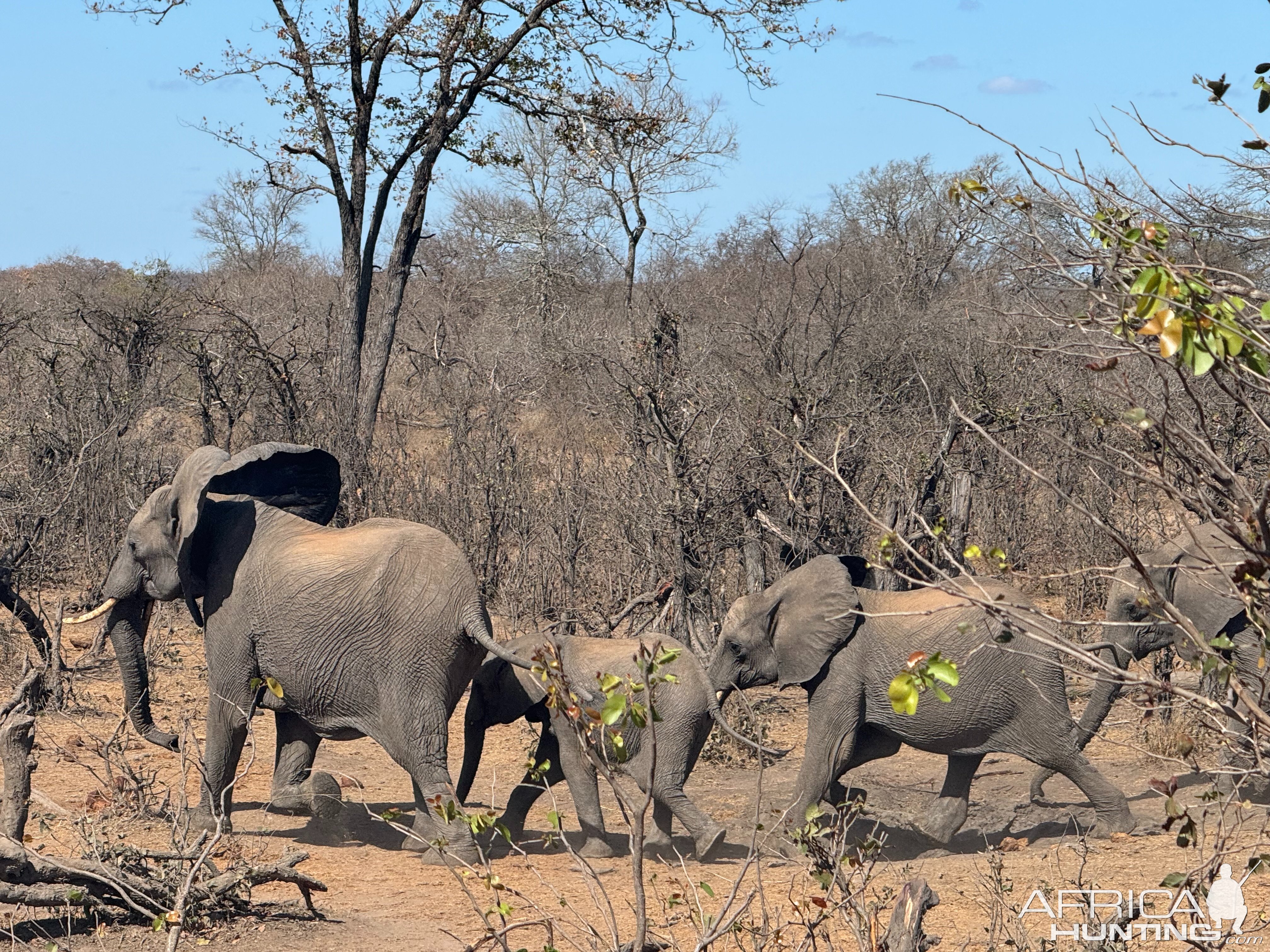 Elephant Herd Mozambique