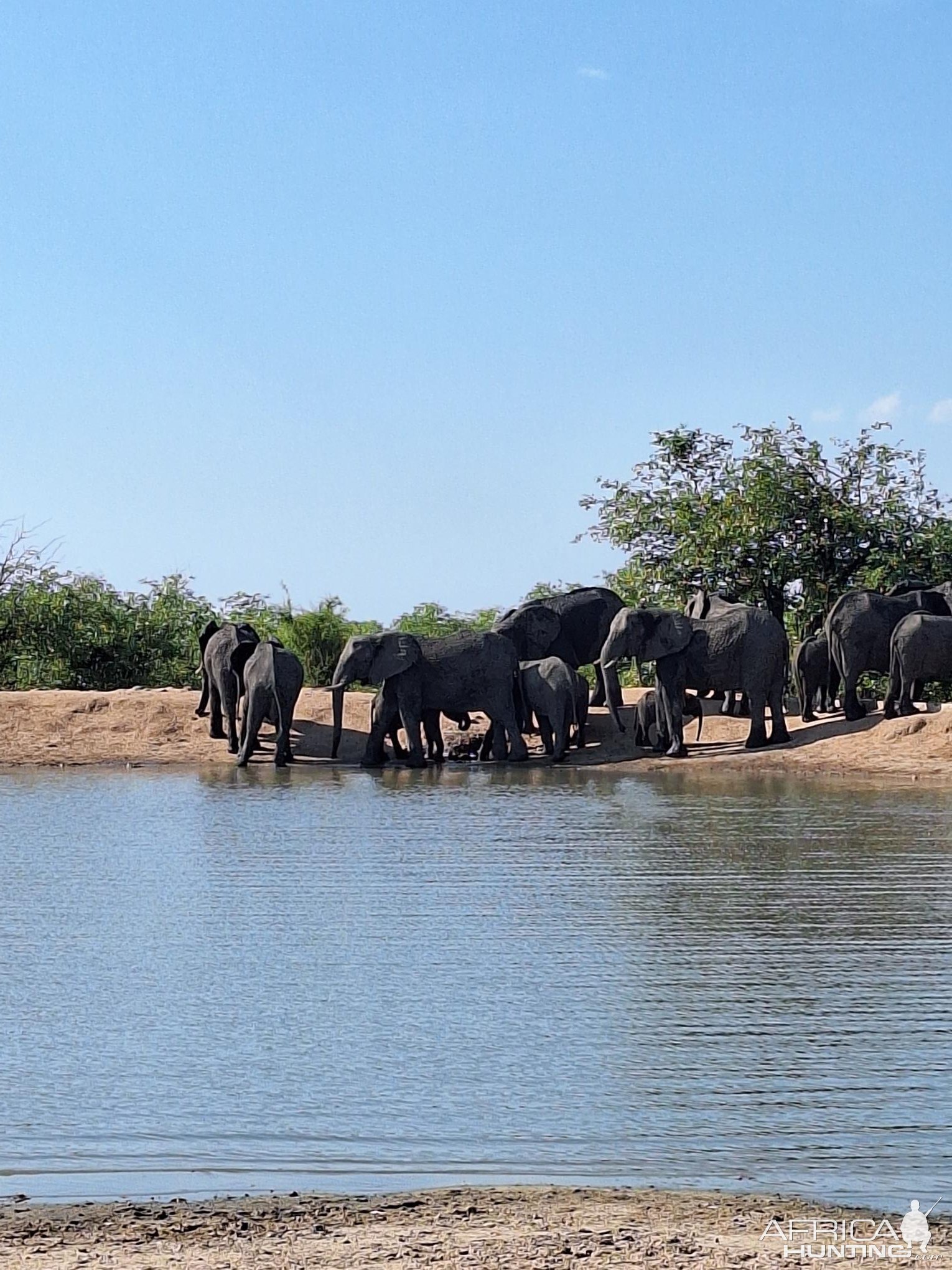 Elephant Herd South Africa