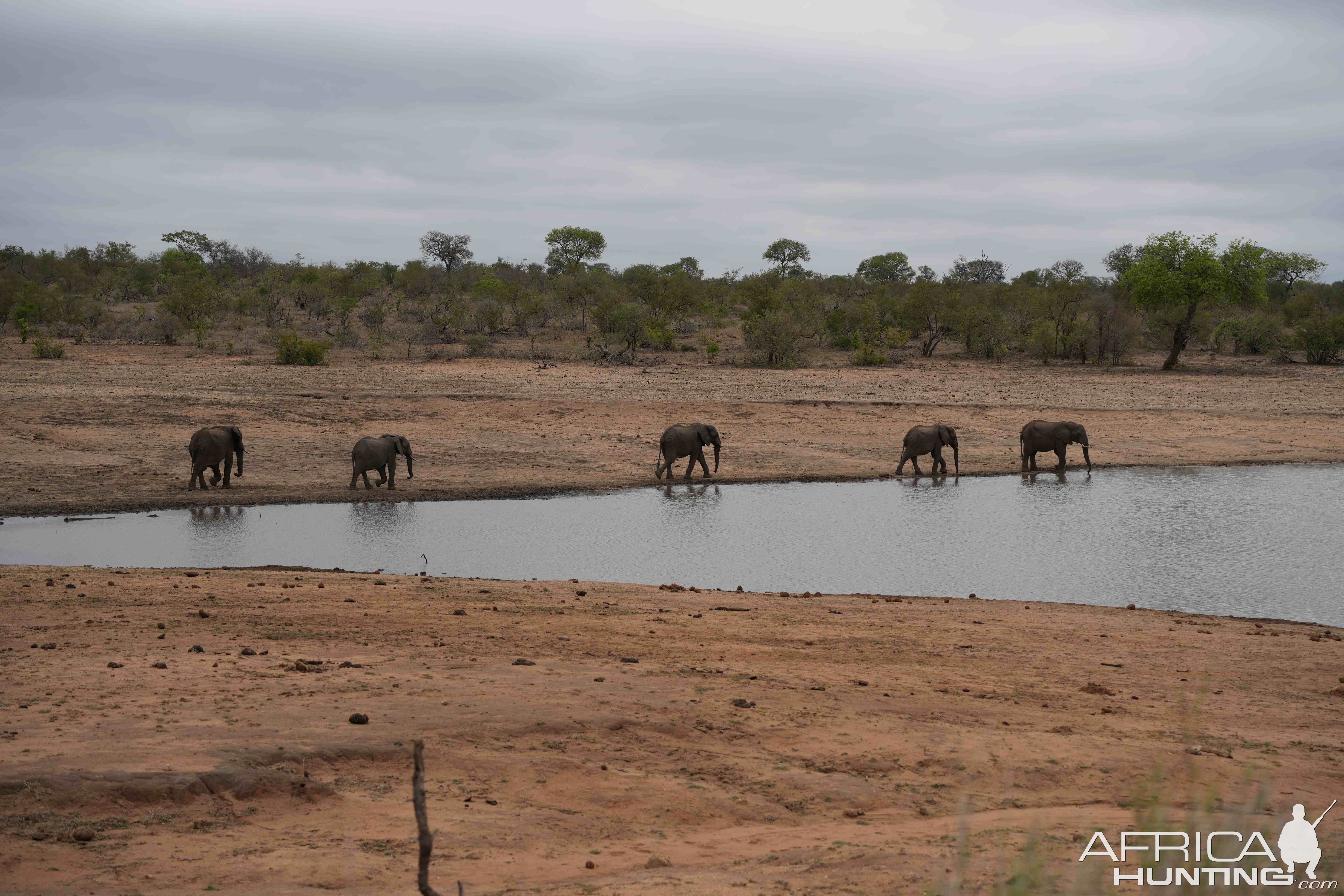 Elephant Herd South Africa