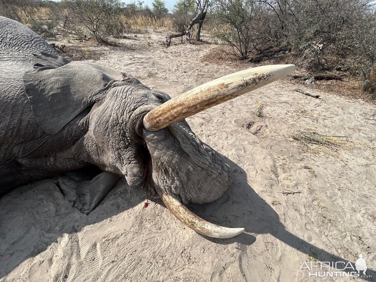 Elephant Hunt Botswana