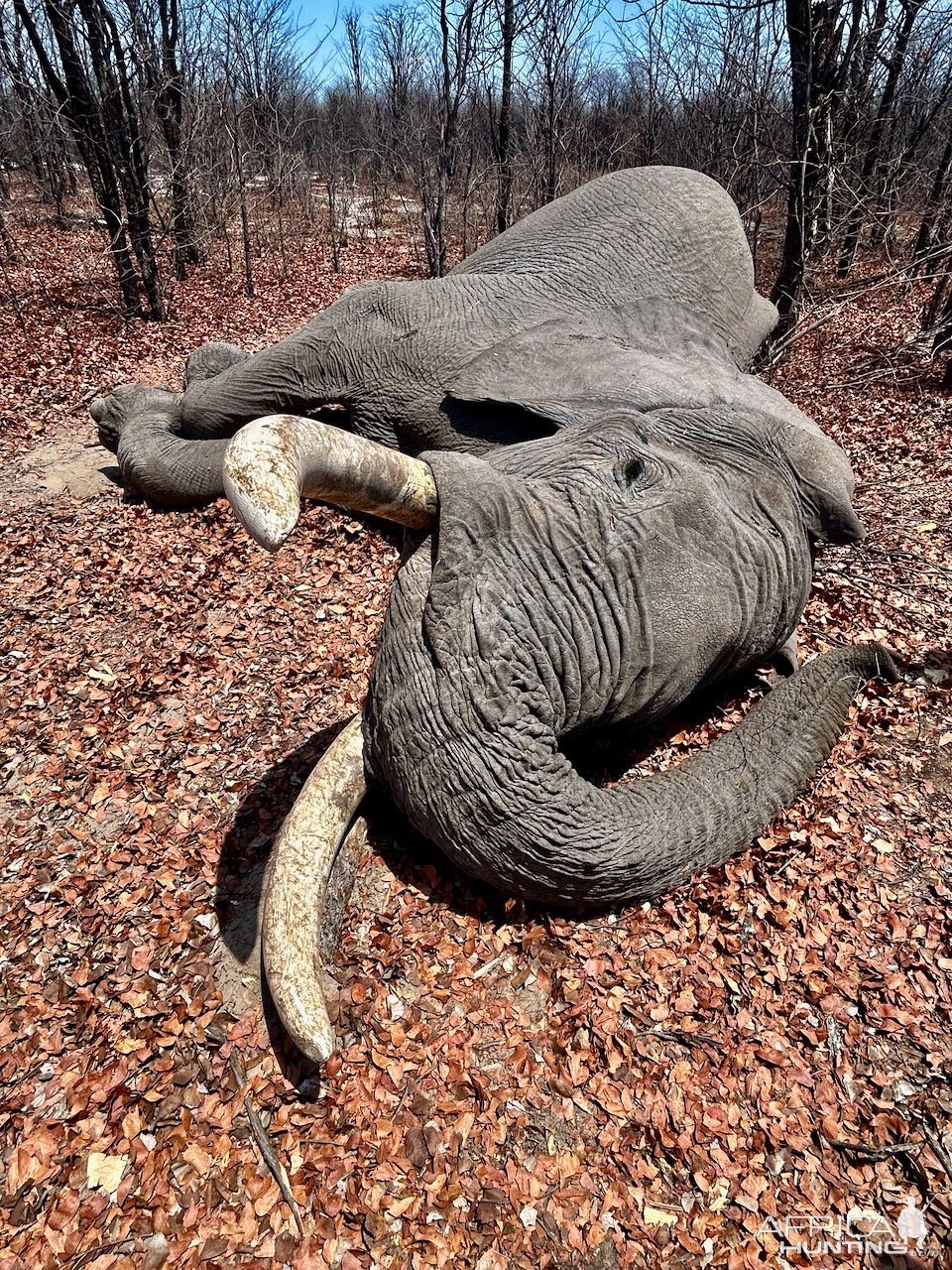 Elephant Hunt Botswana