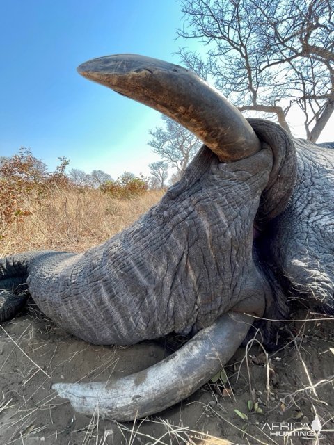 Elephant Hunt Botswana