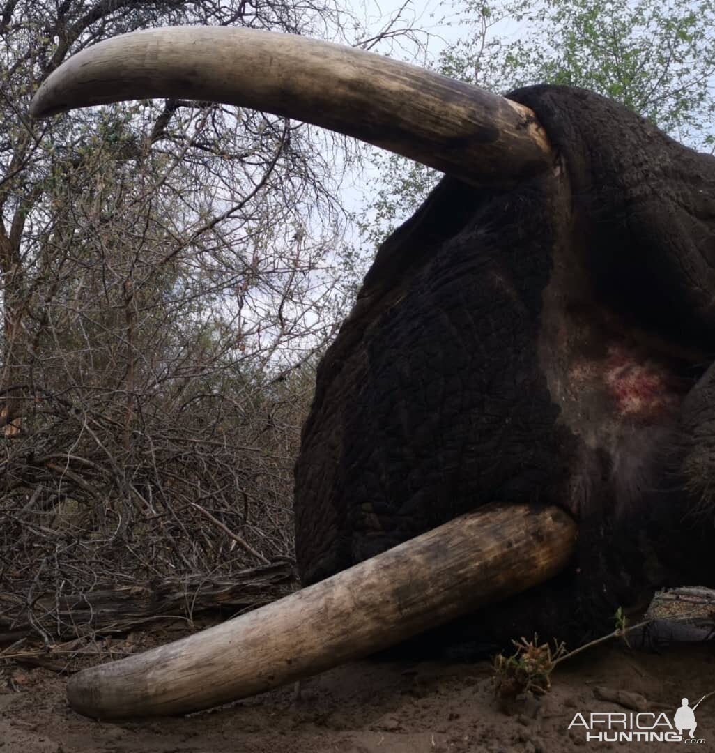 Elephant Hunt Botswana | AfricaHunting.com