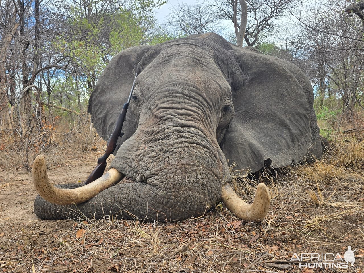 Elephant Hunt Bwabwata West Concession Namibia