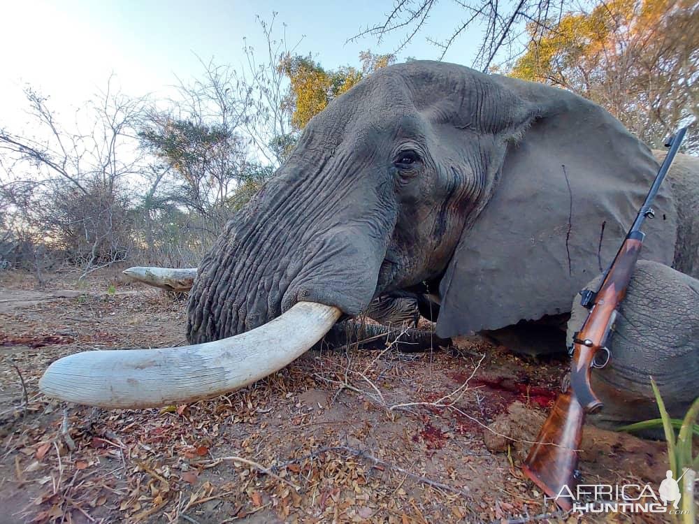 Elephant Hunt Bwabwata West Namibia