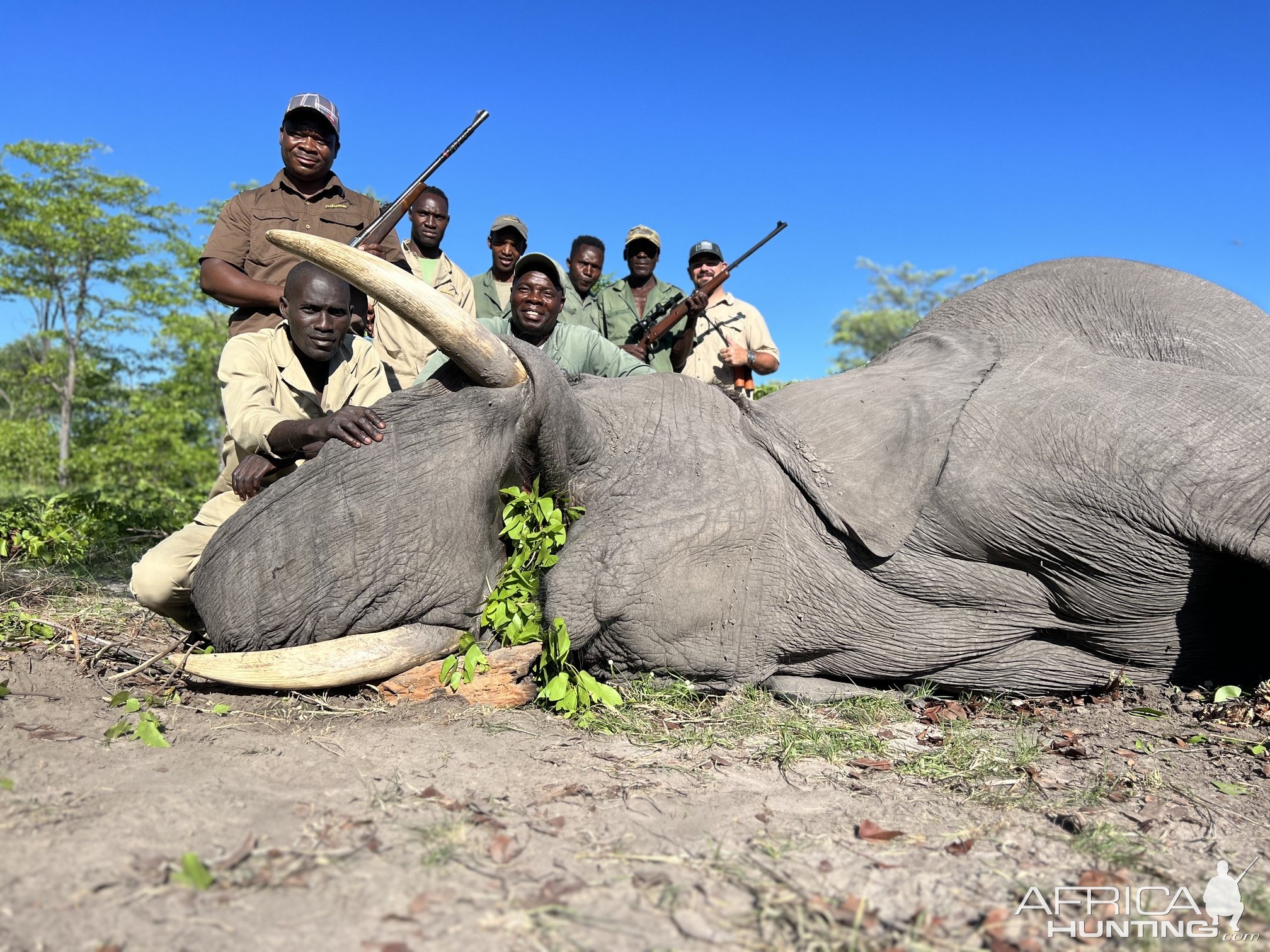 Elephant Hunt Caprivi Namibia