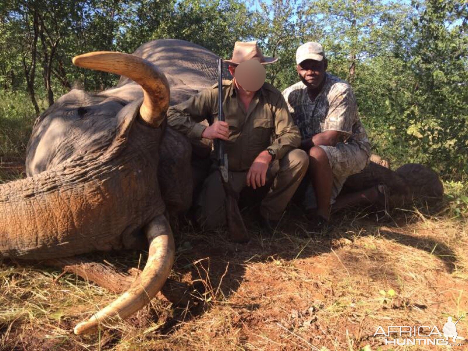 Elephant Hunt Gonarezhou Safari Area Zimbabwe